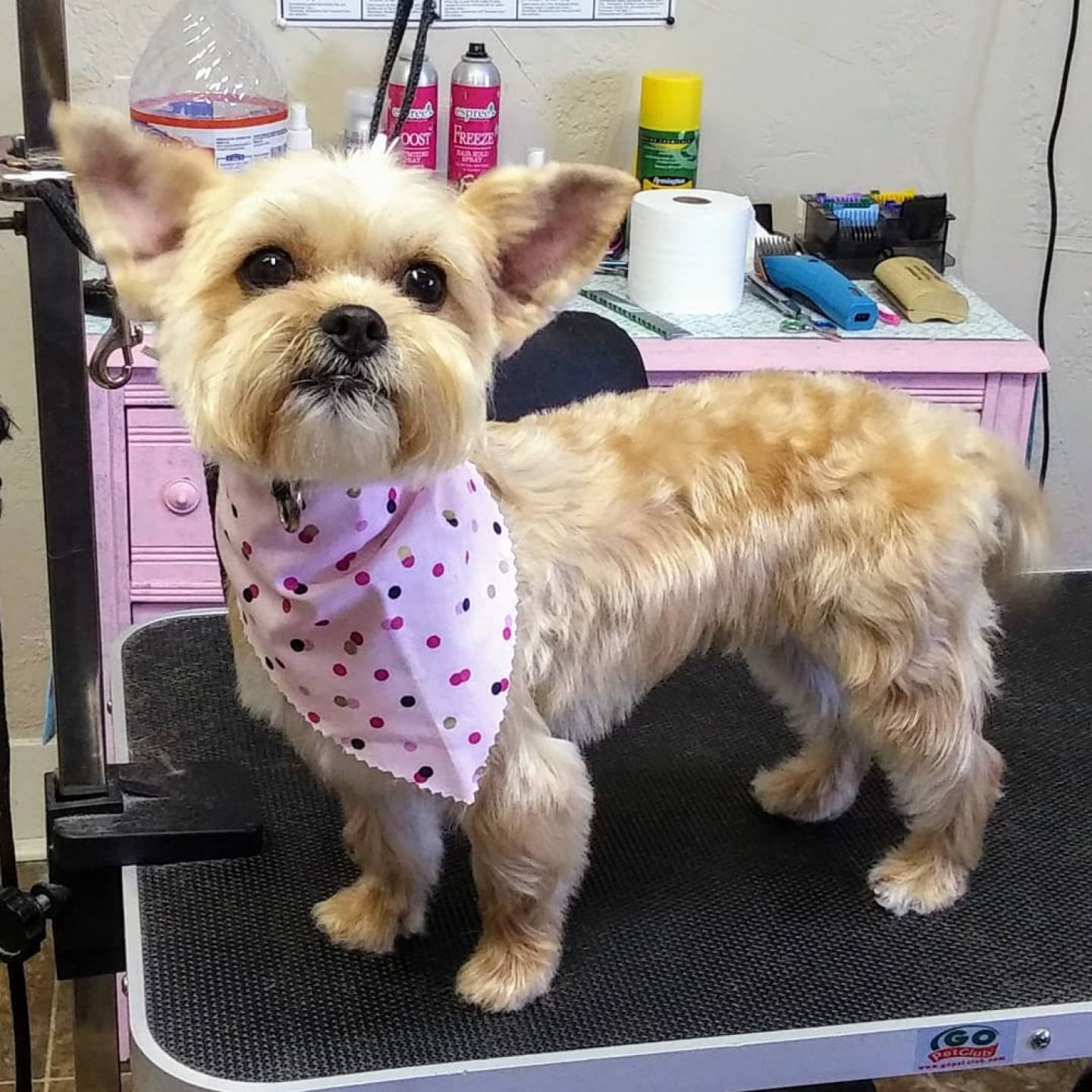 A small, light-brown dog with pointy ears stands on a grooming table wearing a pink, polka-dot bandana.