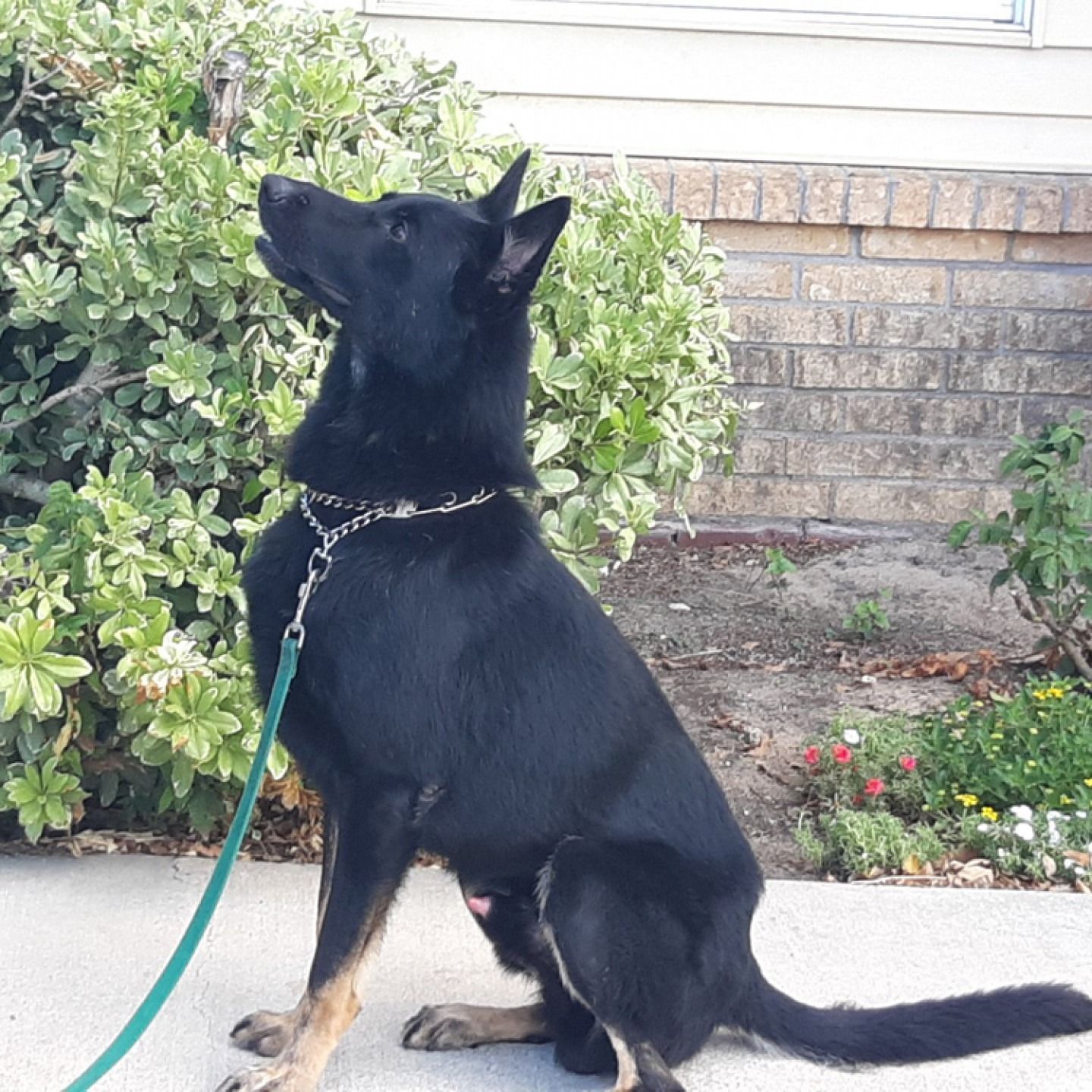 A black German Shepherd sitting on a concrete sidewalk, wearing a chain collar and leash, looking up at a bush.