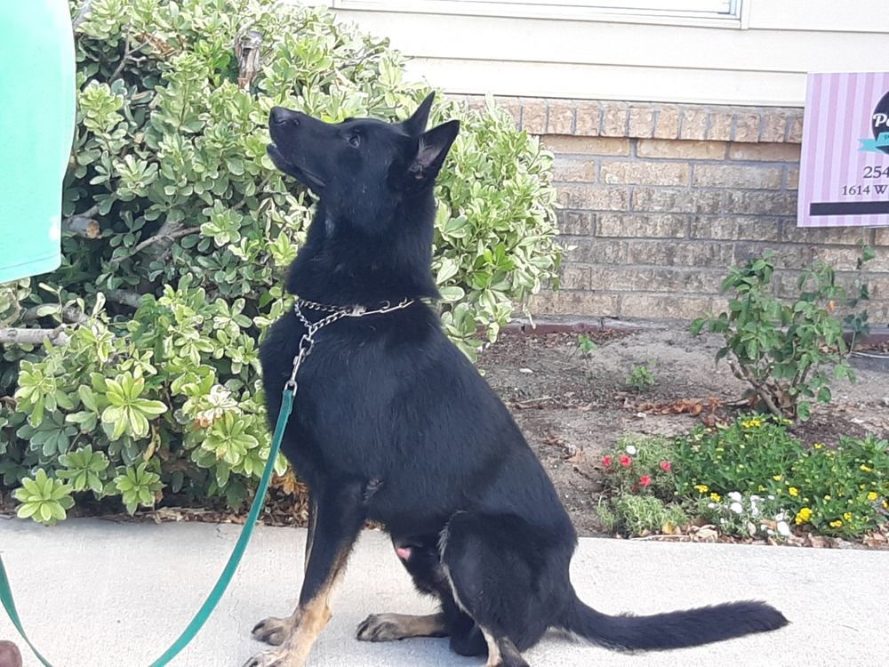 A black dog with tan paws sits attentively on a sidewalk, wearing a collar and a teal leash, facing a person.