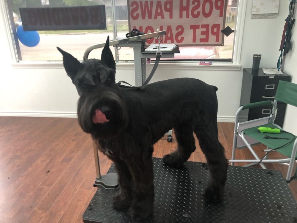 A black Giant Schnauzer with its tongue out, standing on a grooming table in a pet salon.