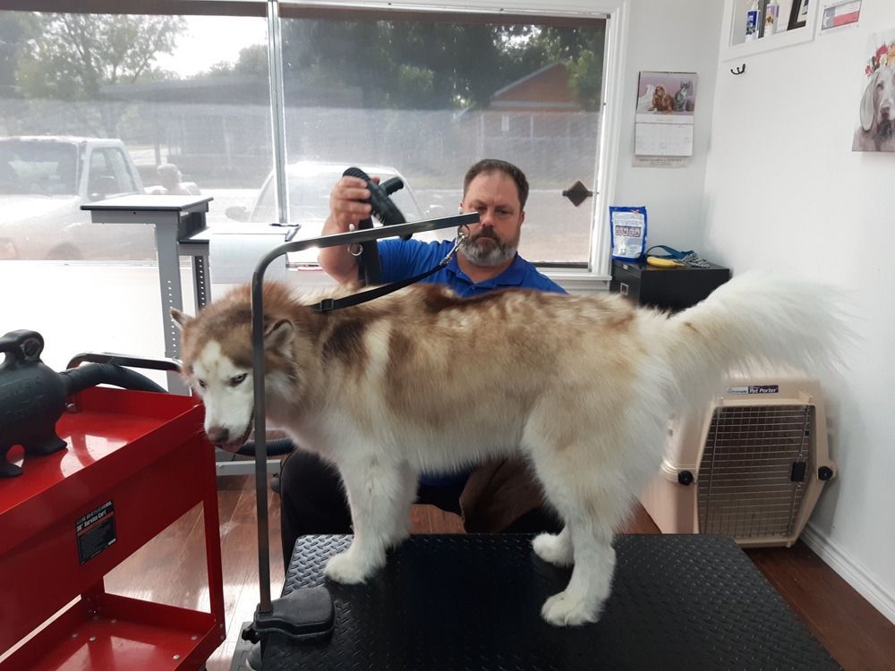 A person grooms a large, light brown and white Alaskan Malamute dog on a grooming table inside a shop.
