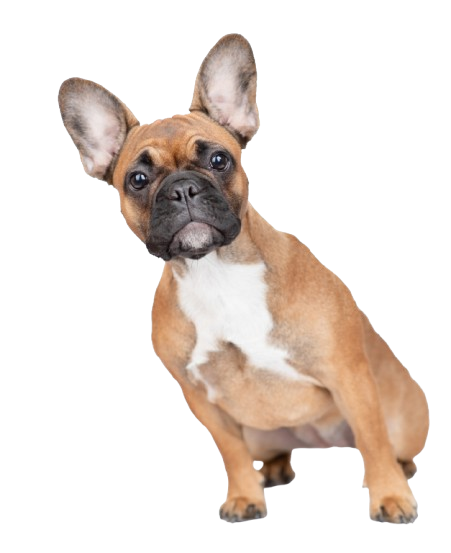 A tan French bulldog with a white chest patch sits against a white background, looking directly at the camera.