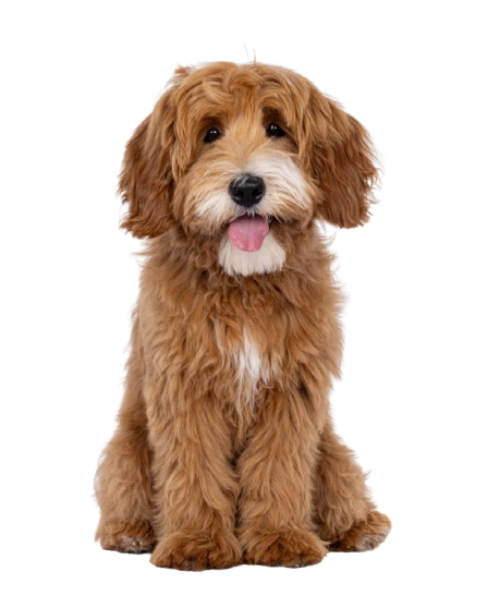 A fluffy, golden-brown Goldendoodle puppy with white markings on its face and chest sits looking forward with tongue out.