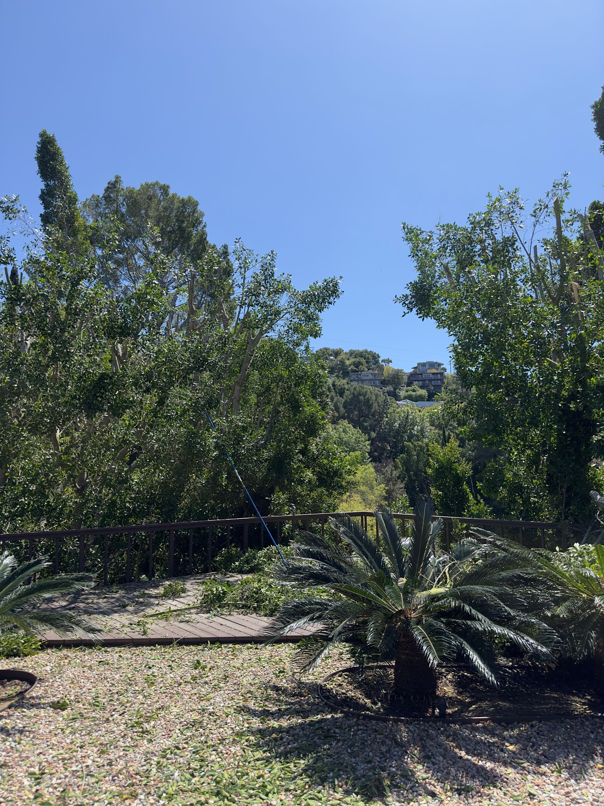 Sunlit garden with trees, a spiky shrub, and a clear blue sky
