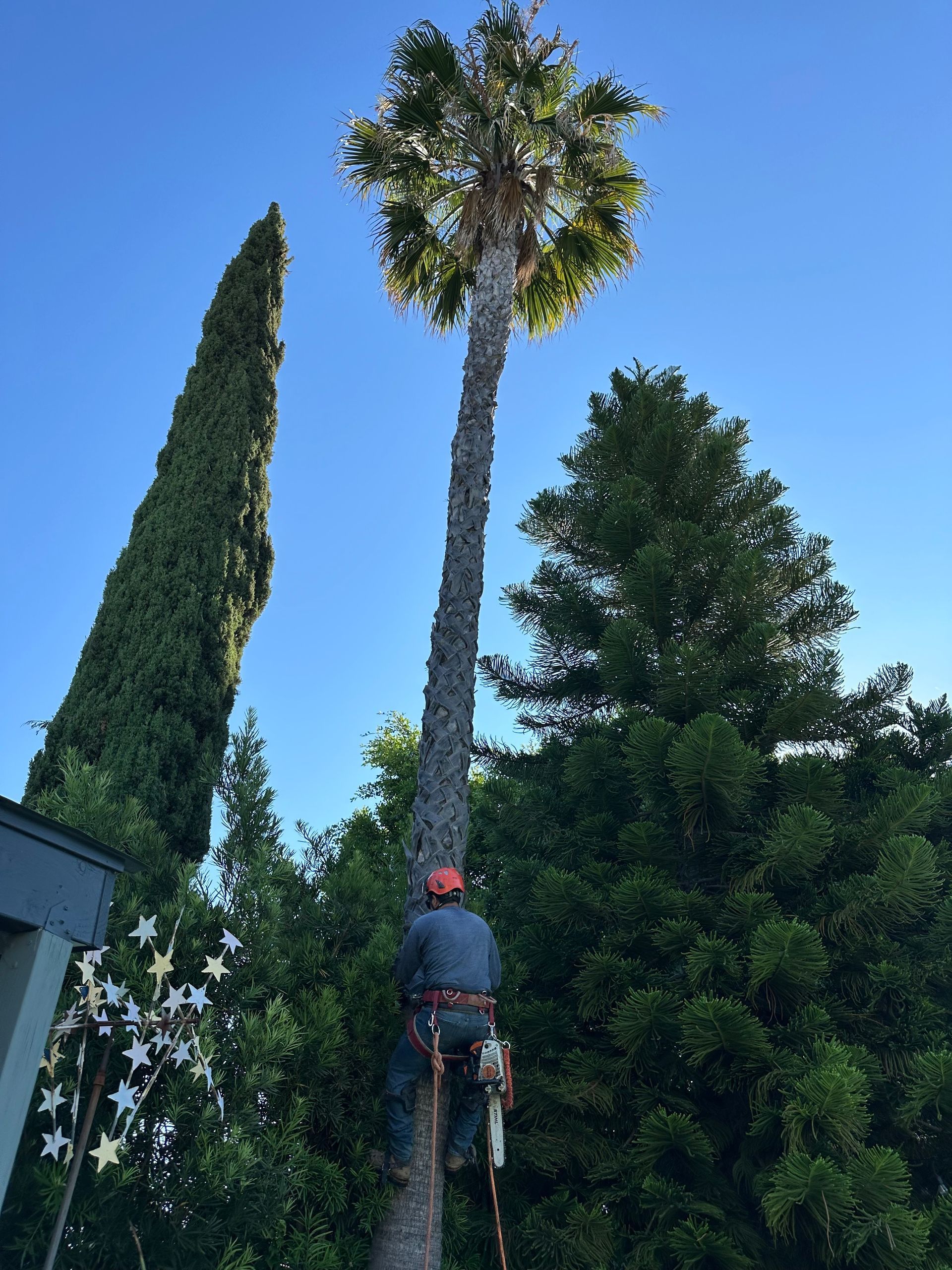 Worker using a chainsaw lift trims a tall palm tree against a clear blue sky.