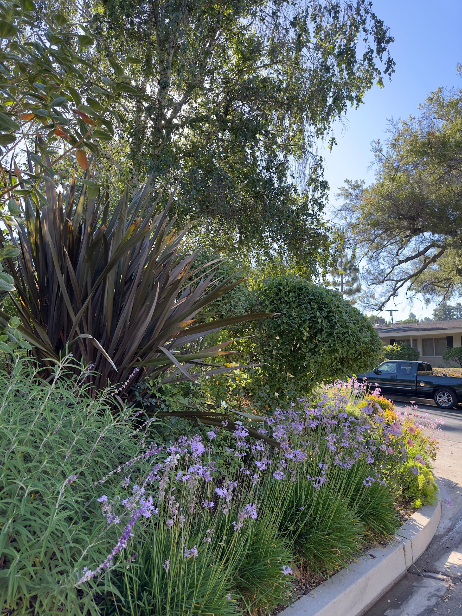 Landscape bed with purple flowers and shrubs along a curb beside parked cars and trees