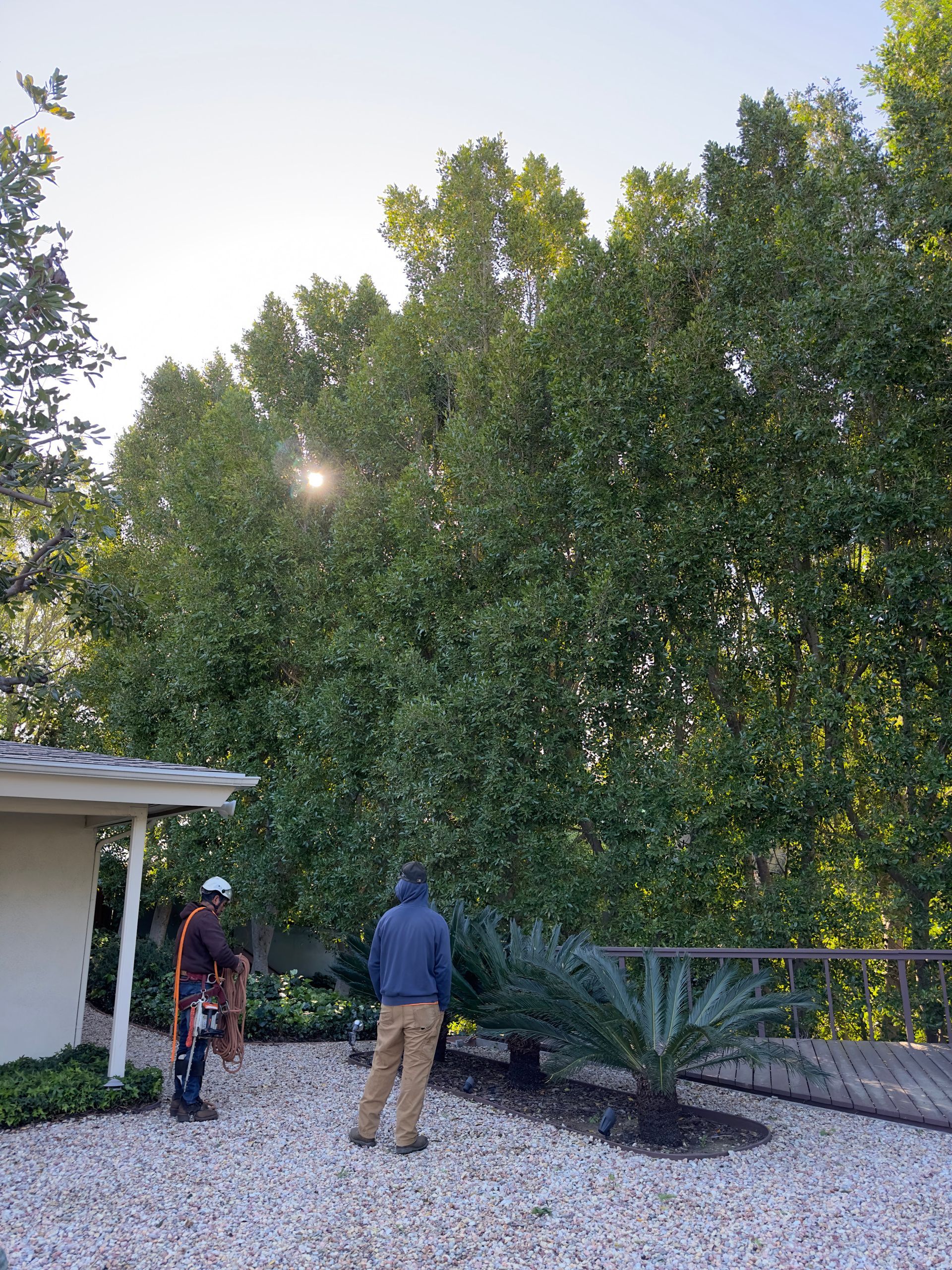 Two people near a large green hedge in a yard, with a house roof at left and sunlight peeking through trees.