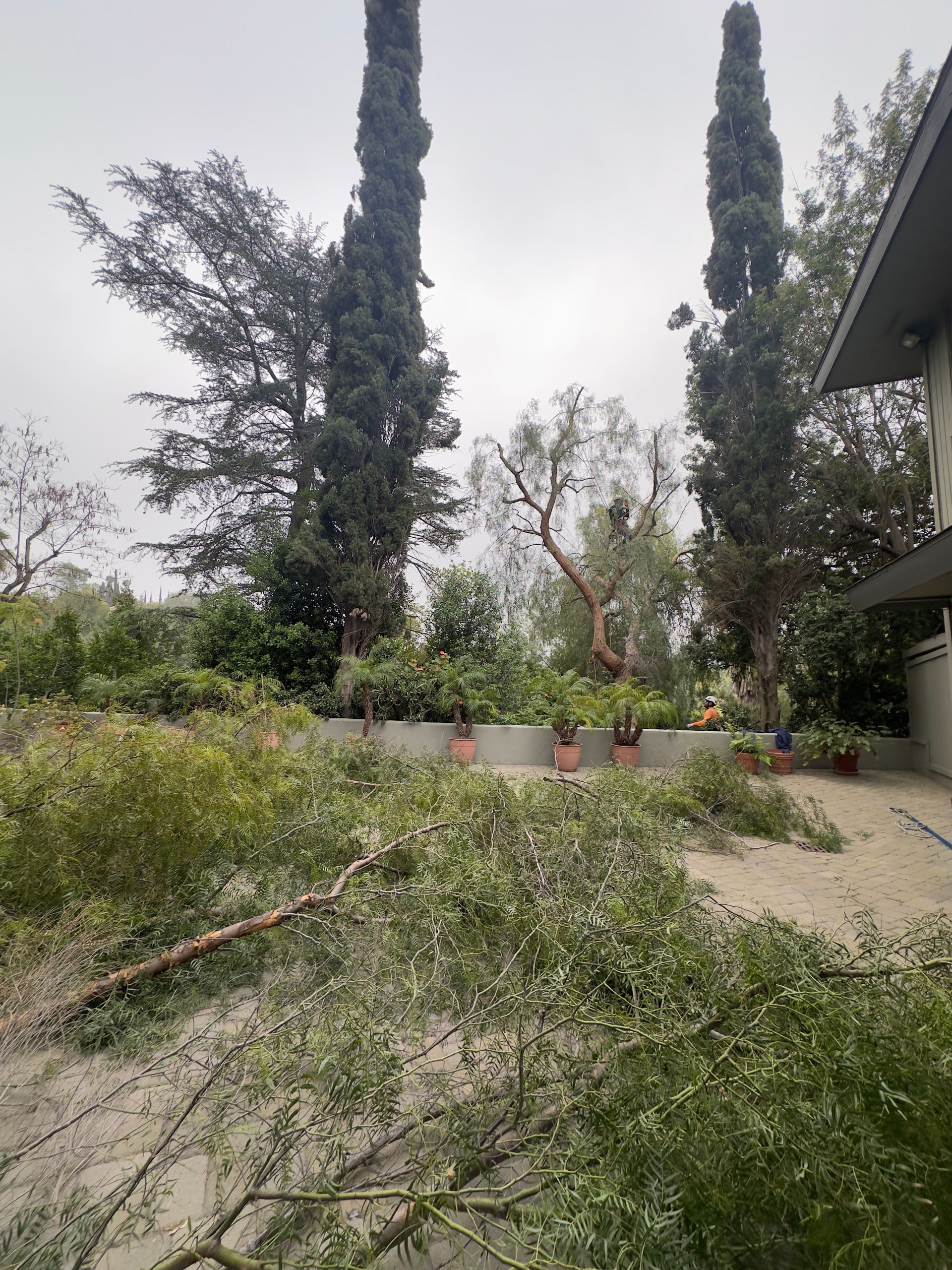 Backyard garden with tall cypress trees, shrubs, and a house patio on the right