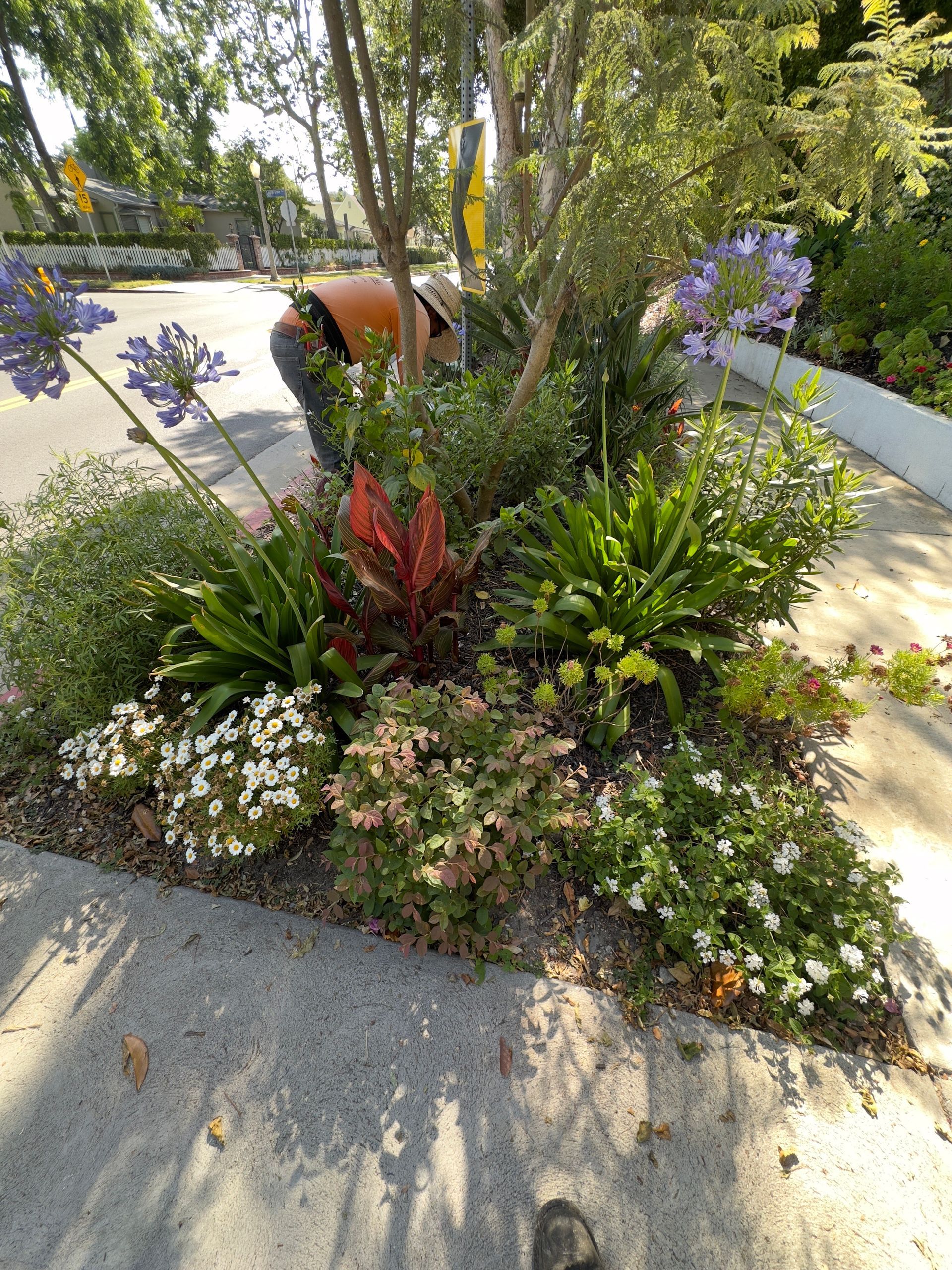 Colorful flower bed with purple, red, white, and green plants beside a sidewalk in a sunny garden.