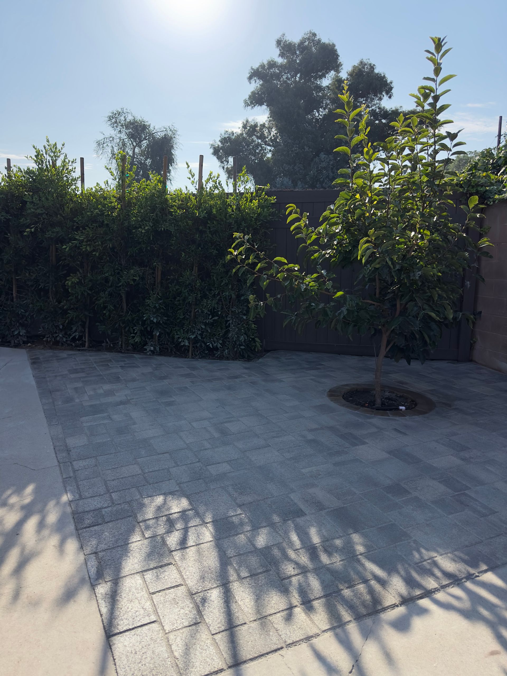 Sunny paved courtyard with a small tree, tall hedge, and long shadows cast by a fence.