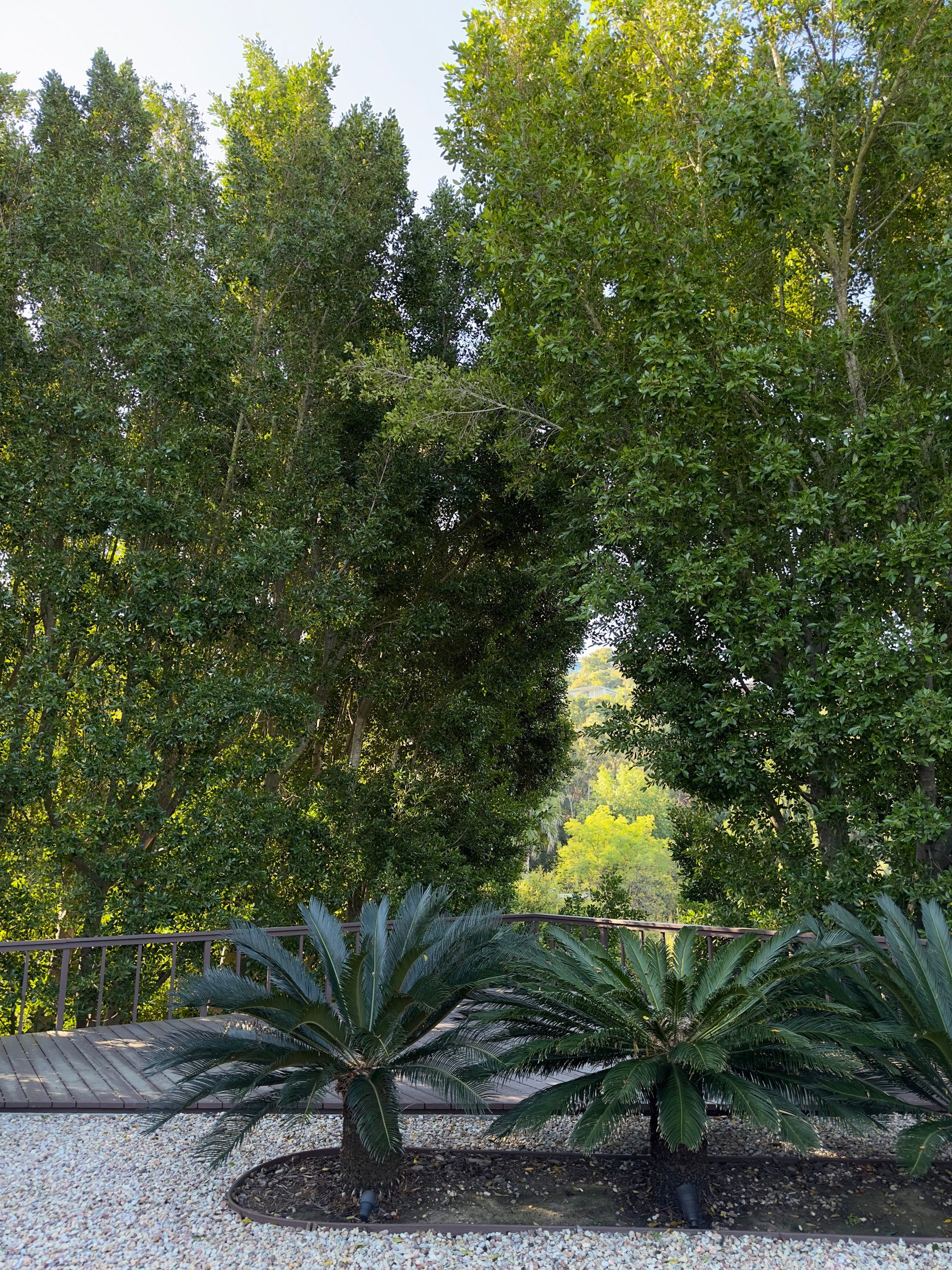 Garden with tall green trees and two small palms in front of a low stone wall.