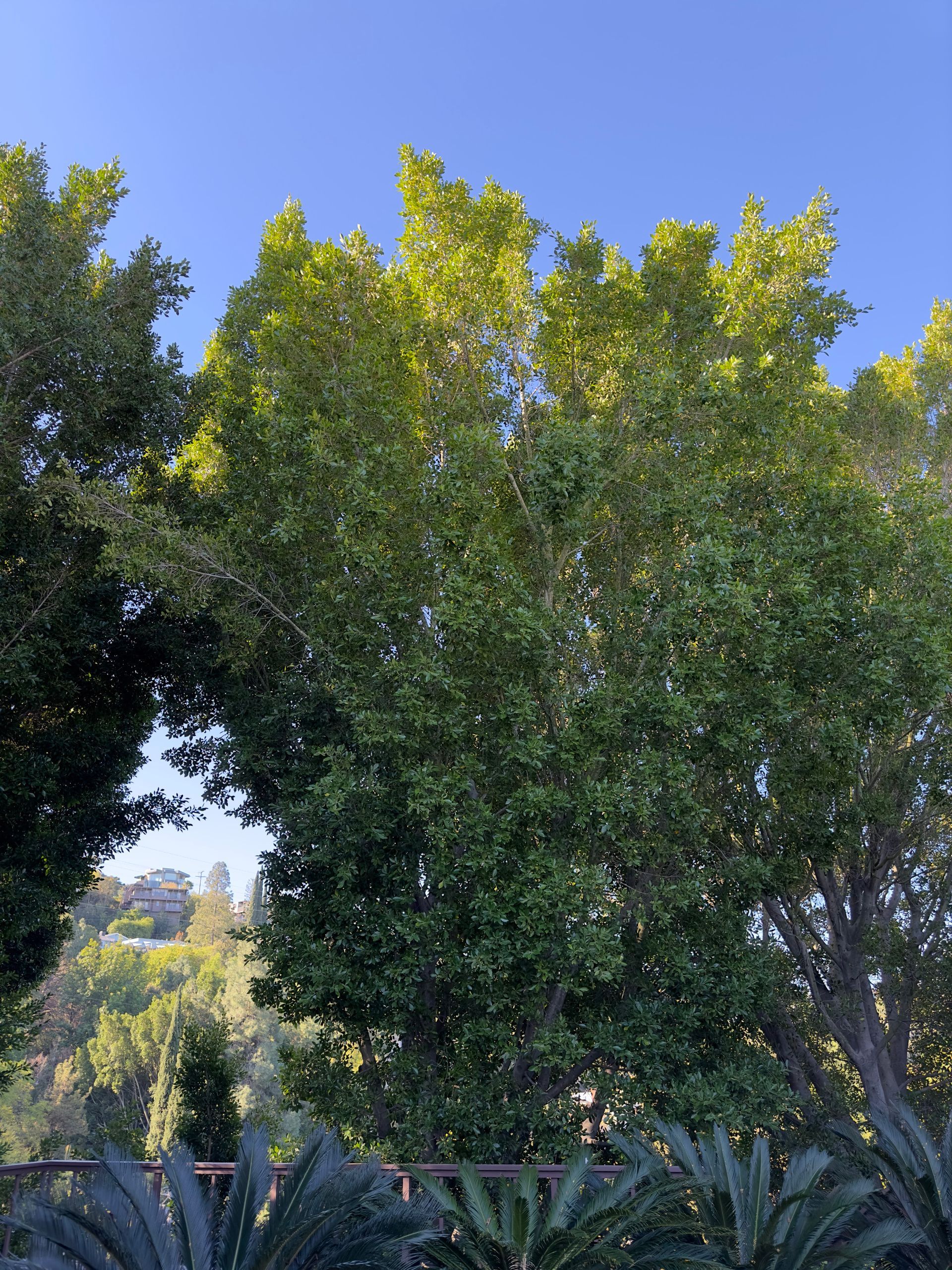 Sunlit green trees and shrubs beneath a clear blue sky in a garden
