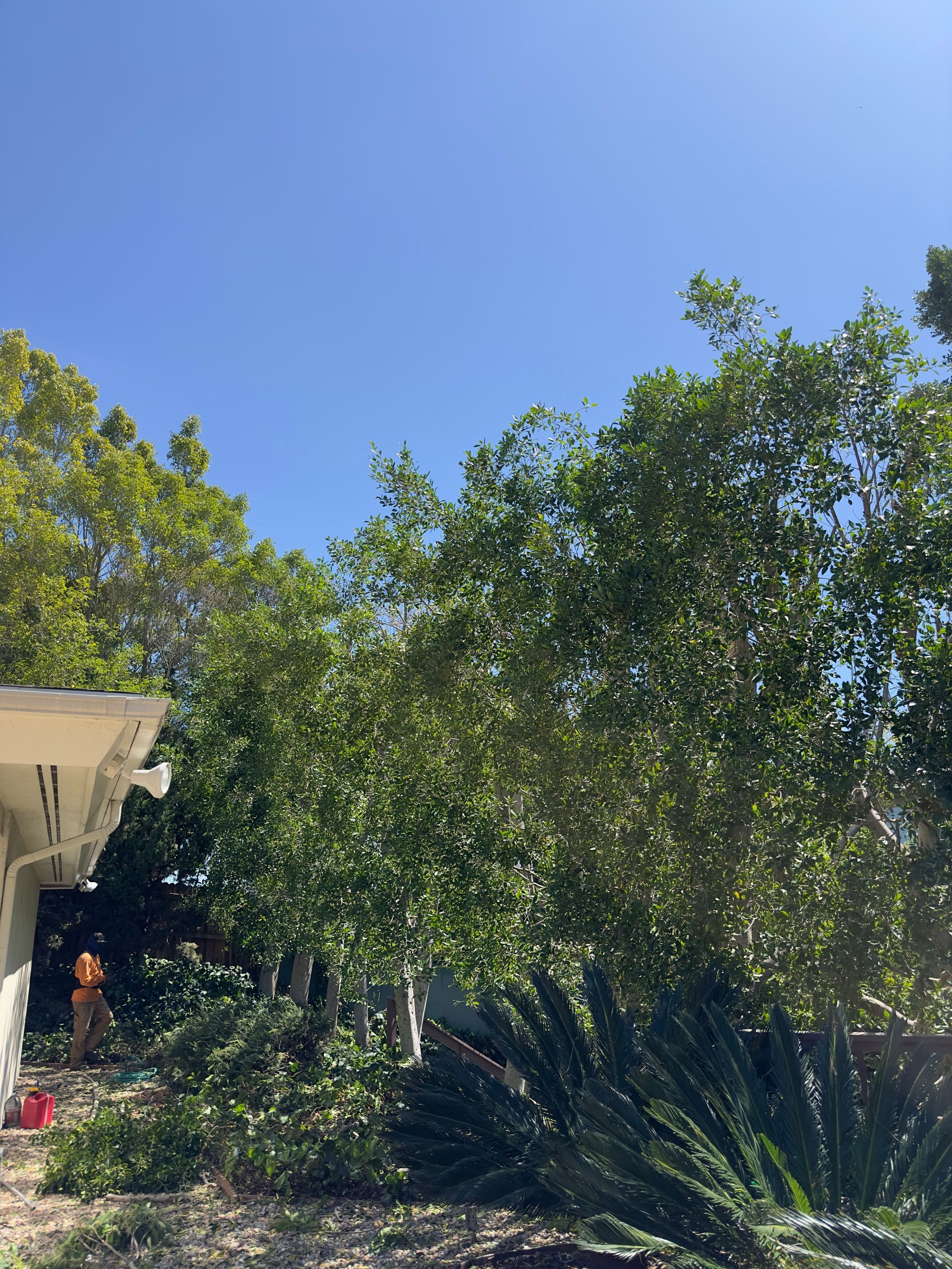 Sunny garden with lush green trees, shrubs, and a clear blue sky beside a house porch