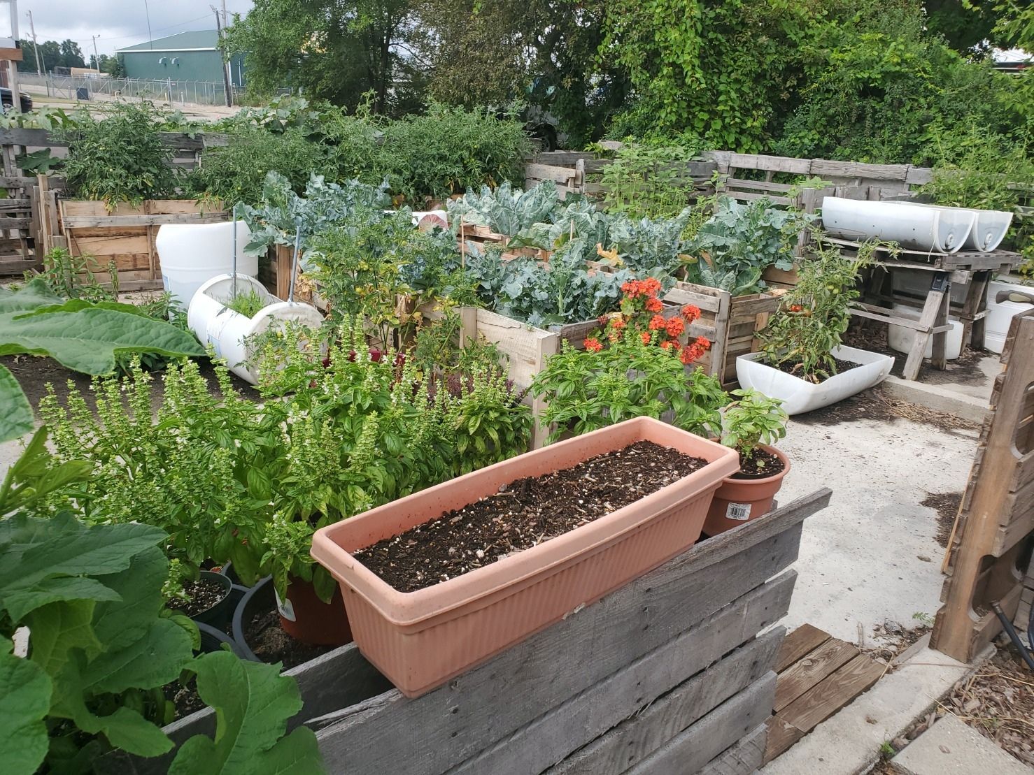 Vegetable garden with raised beds and containers, various green plants, orange flowers, and potting soil.