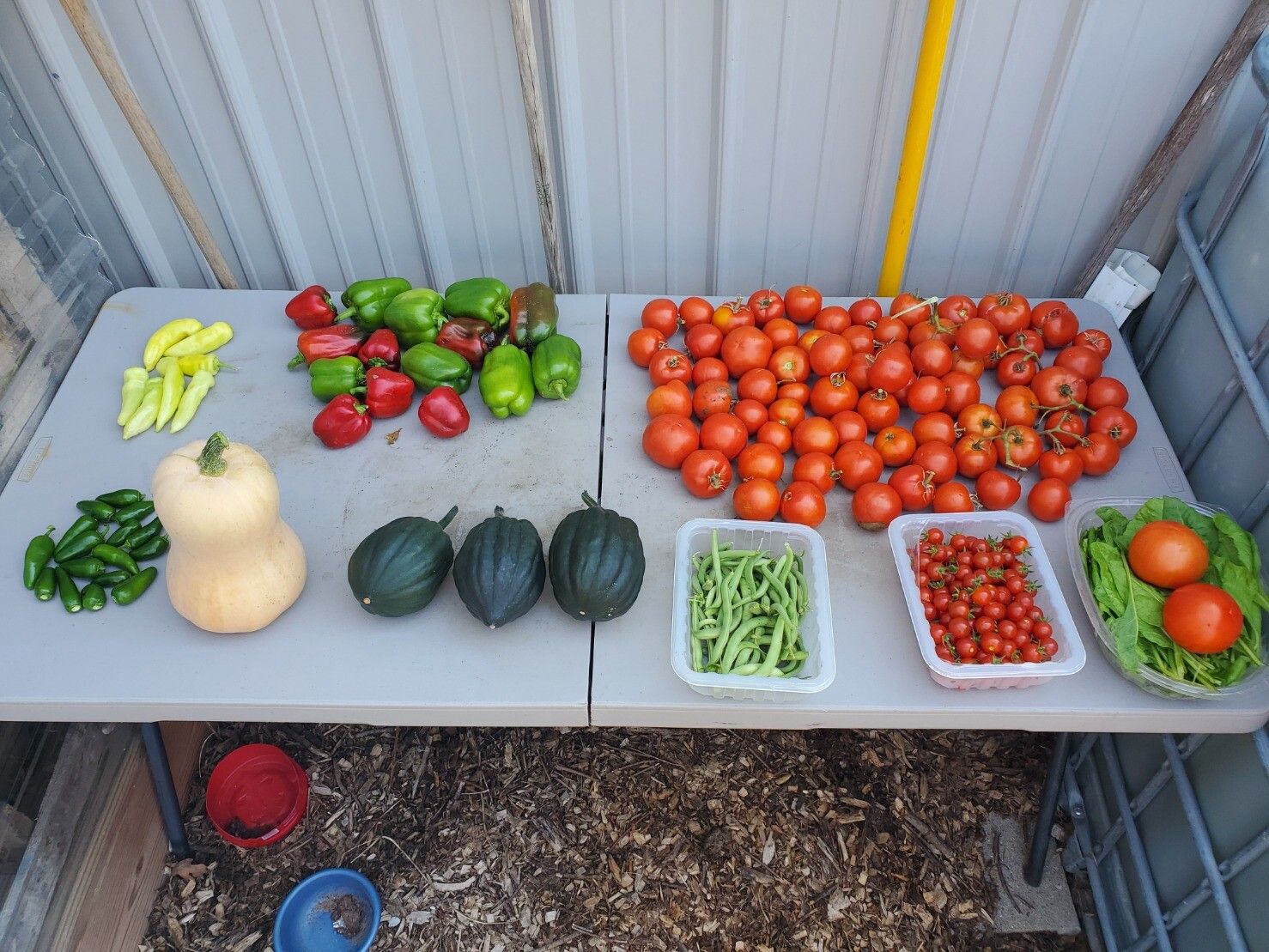 Vegetables harvested on a table: peppers, tomatoes, squash, green beans, and lettuce.
