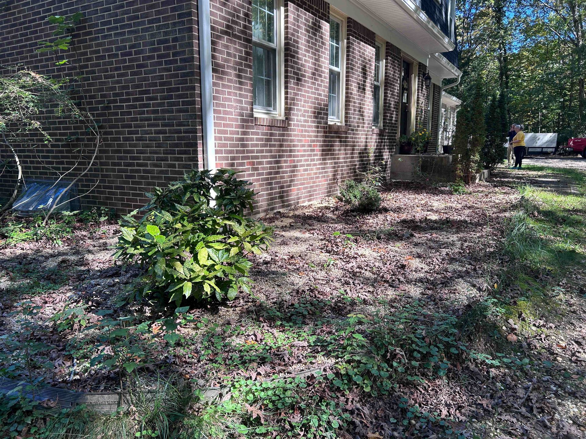 Brick house side yard with shrubs and leaf-covered ground in dappled sunlight