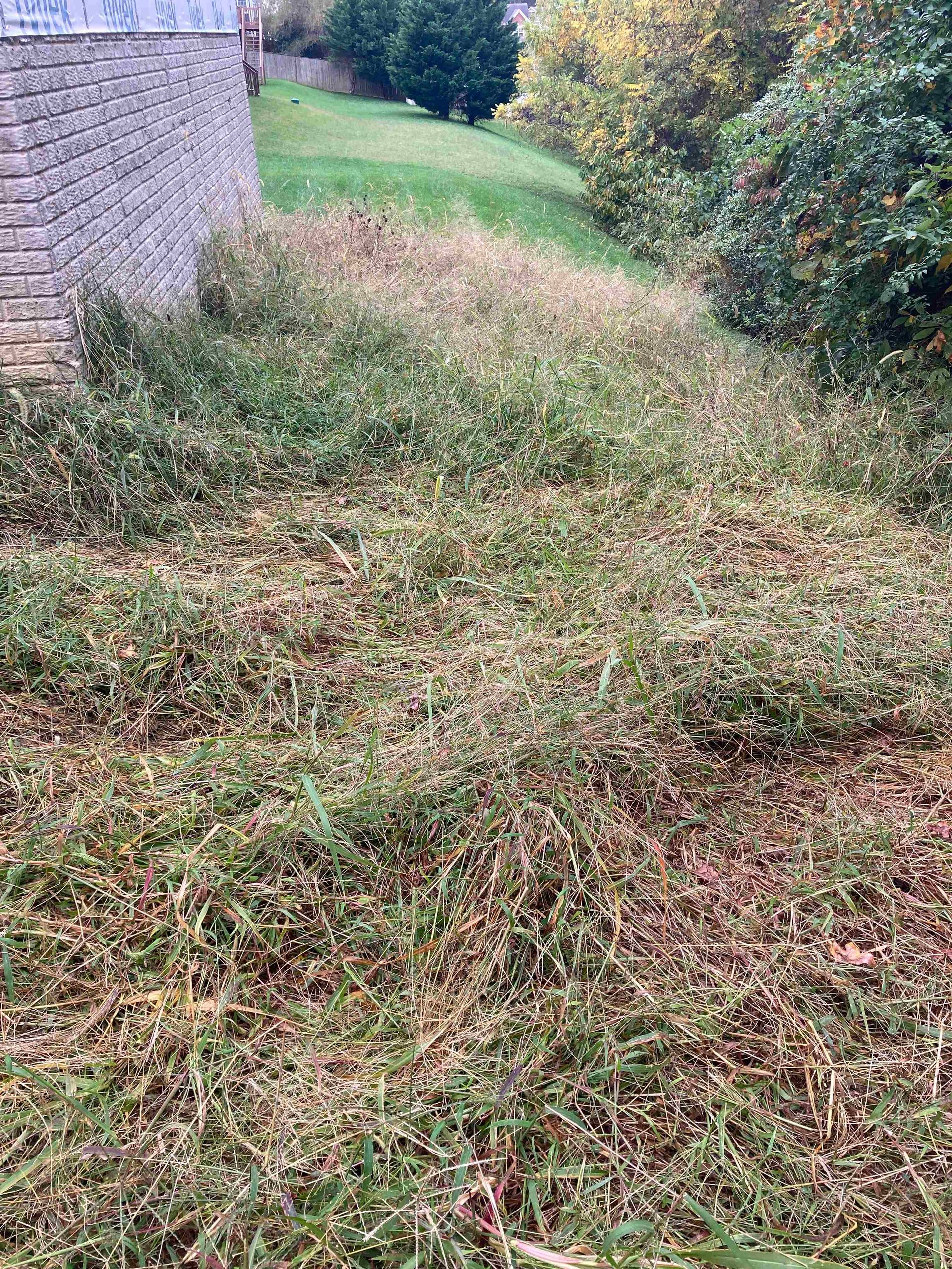 Overgrown grassy strip beside a stone wall and bushes, with a narrow path through the vegetation.