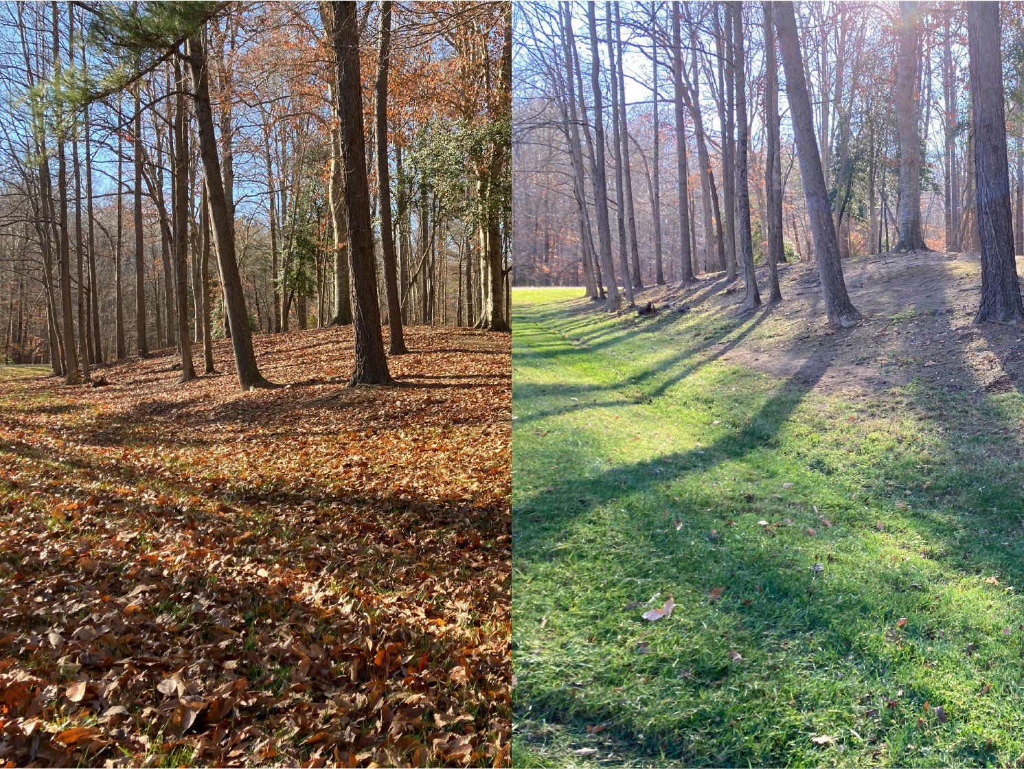 Sunlit forest with leaf-covered ground and long tree shadows across a grassy path