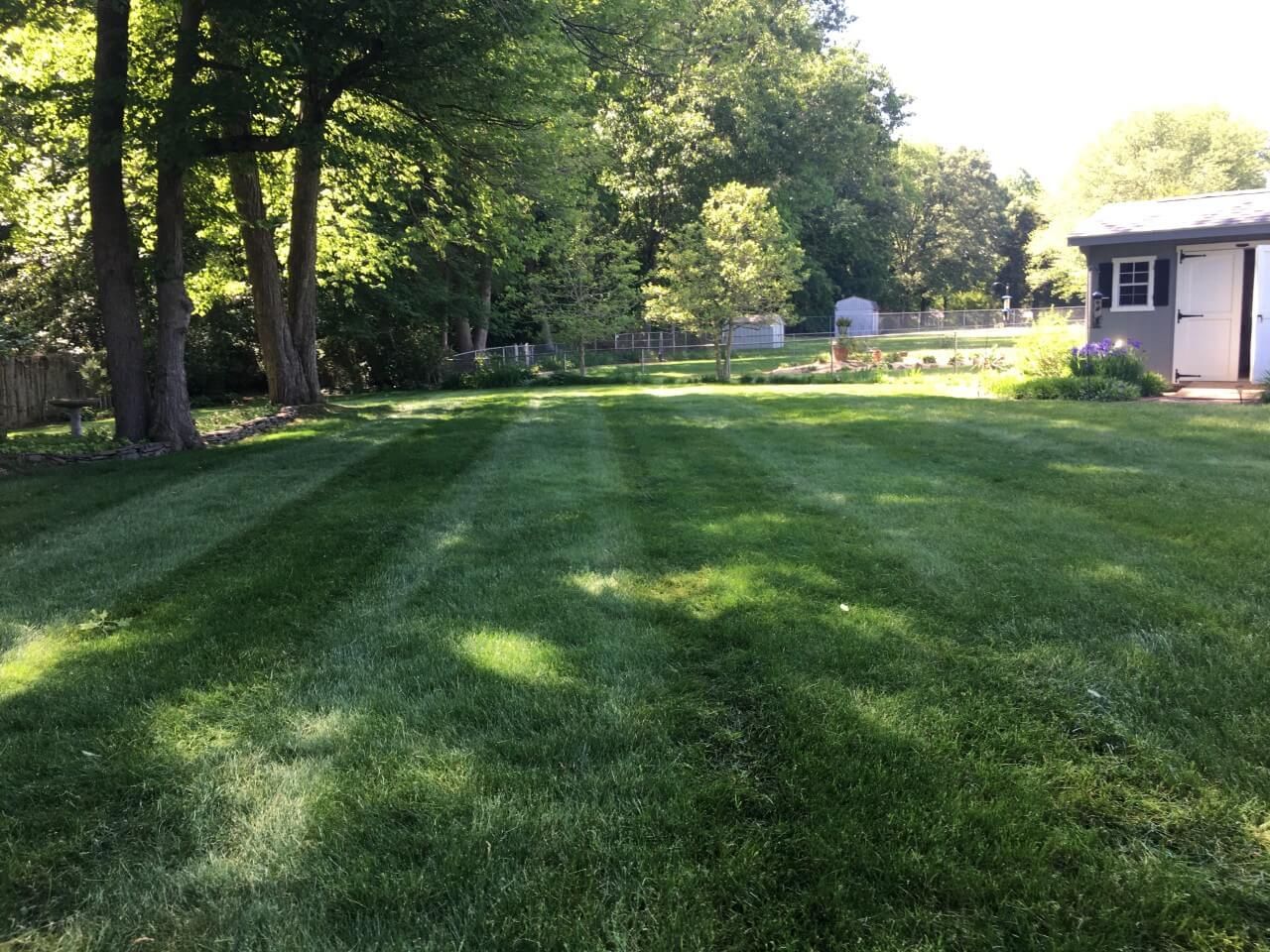 Sunlit grassy backyard with trees and a small shed beside a house