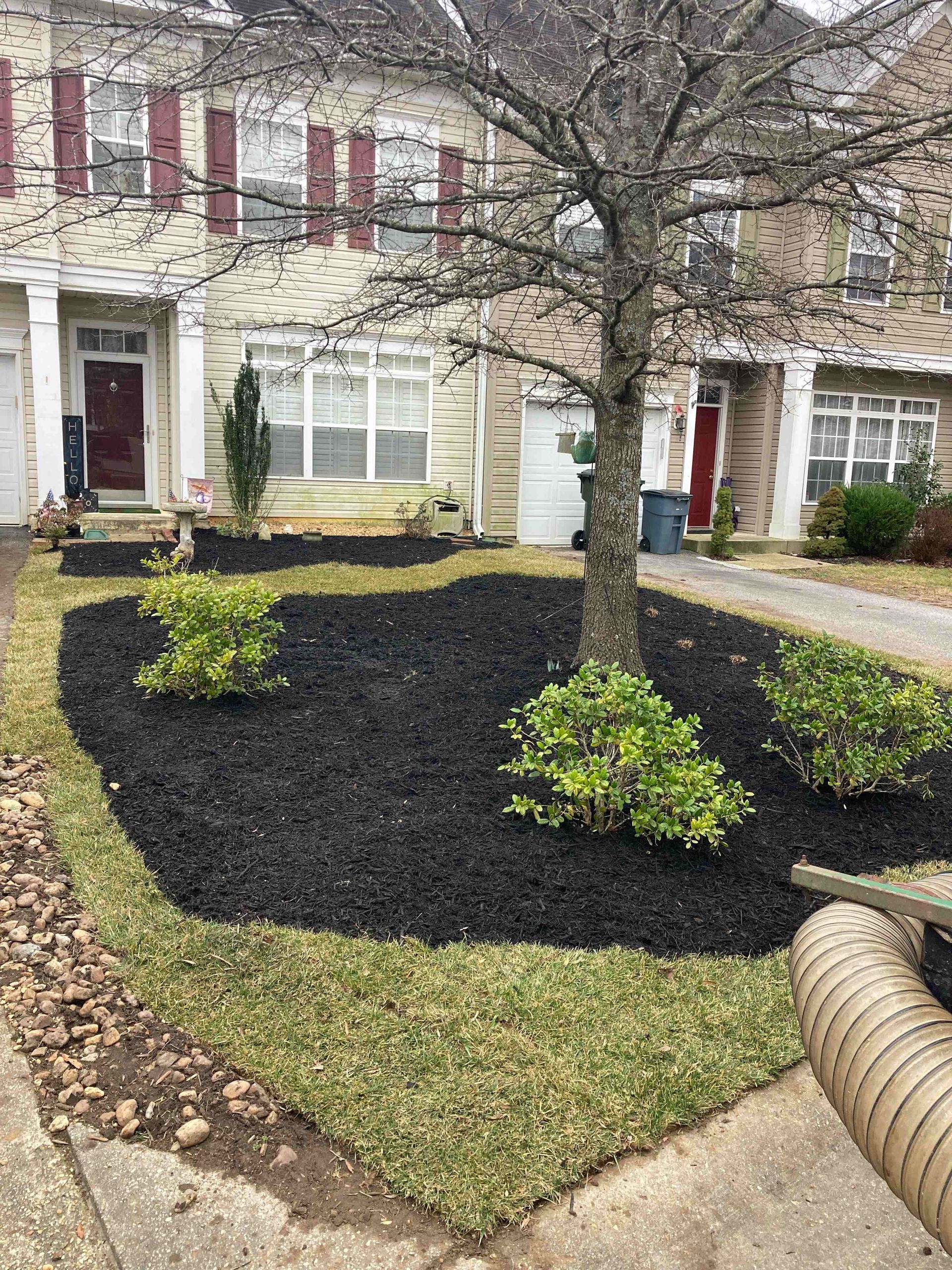 Front yard with black mulch, small shrubs, and a tree in front of townhouses