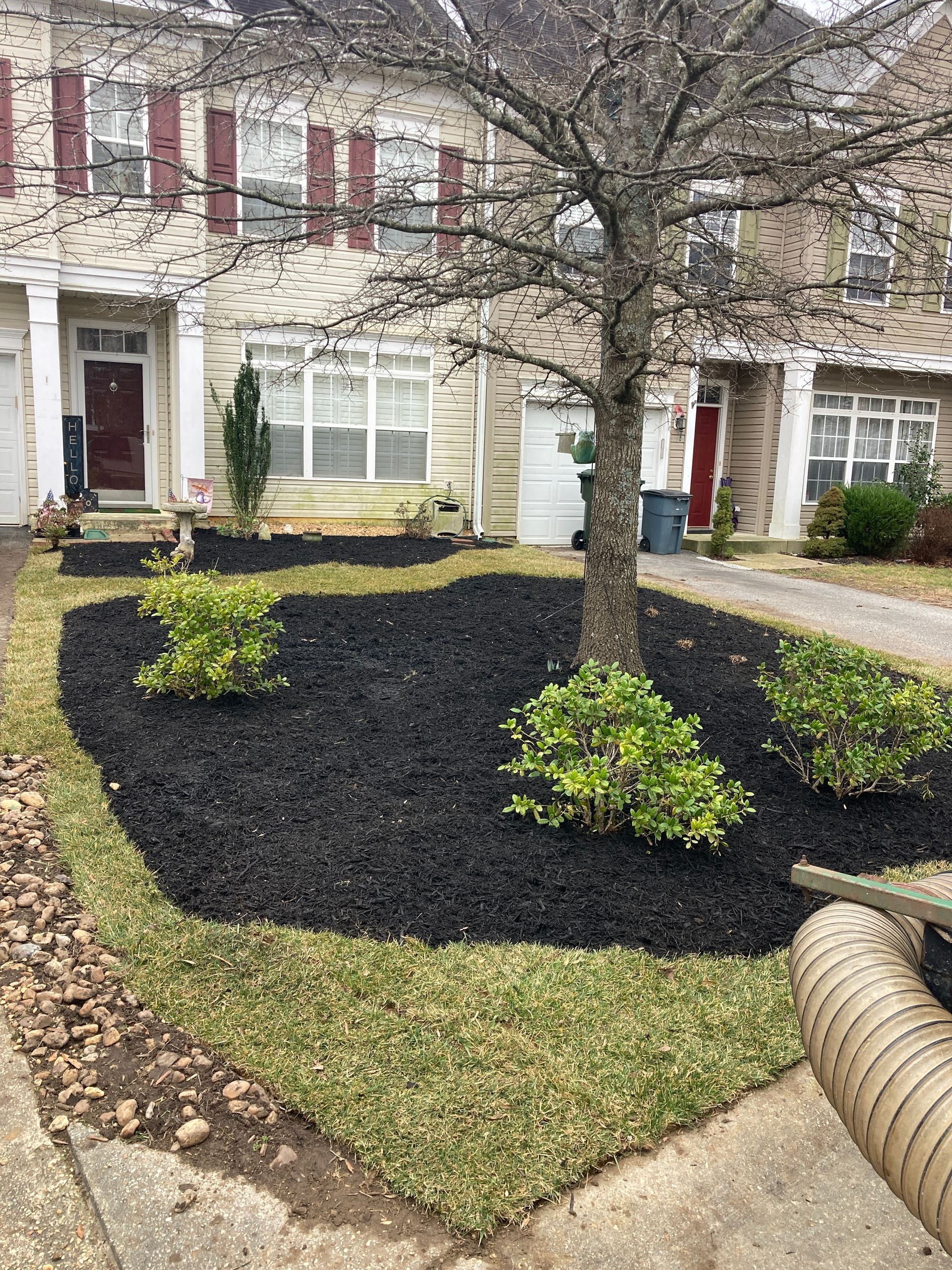 Townhouse front yard with black mulch, small shrubs, and a tree in the center.