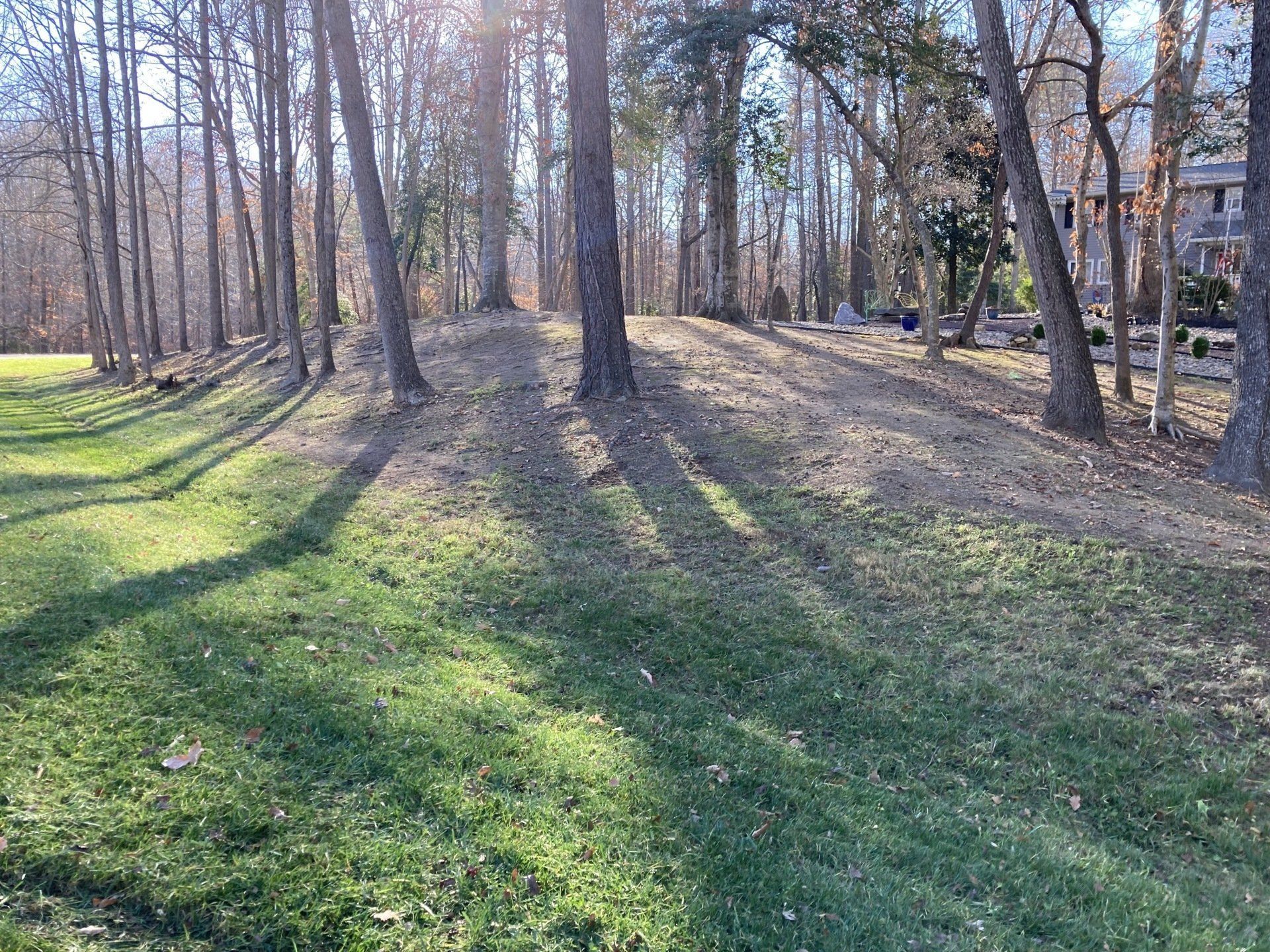 Sunny park with tall leafless trees casting long shadows over a grassy path