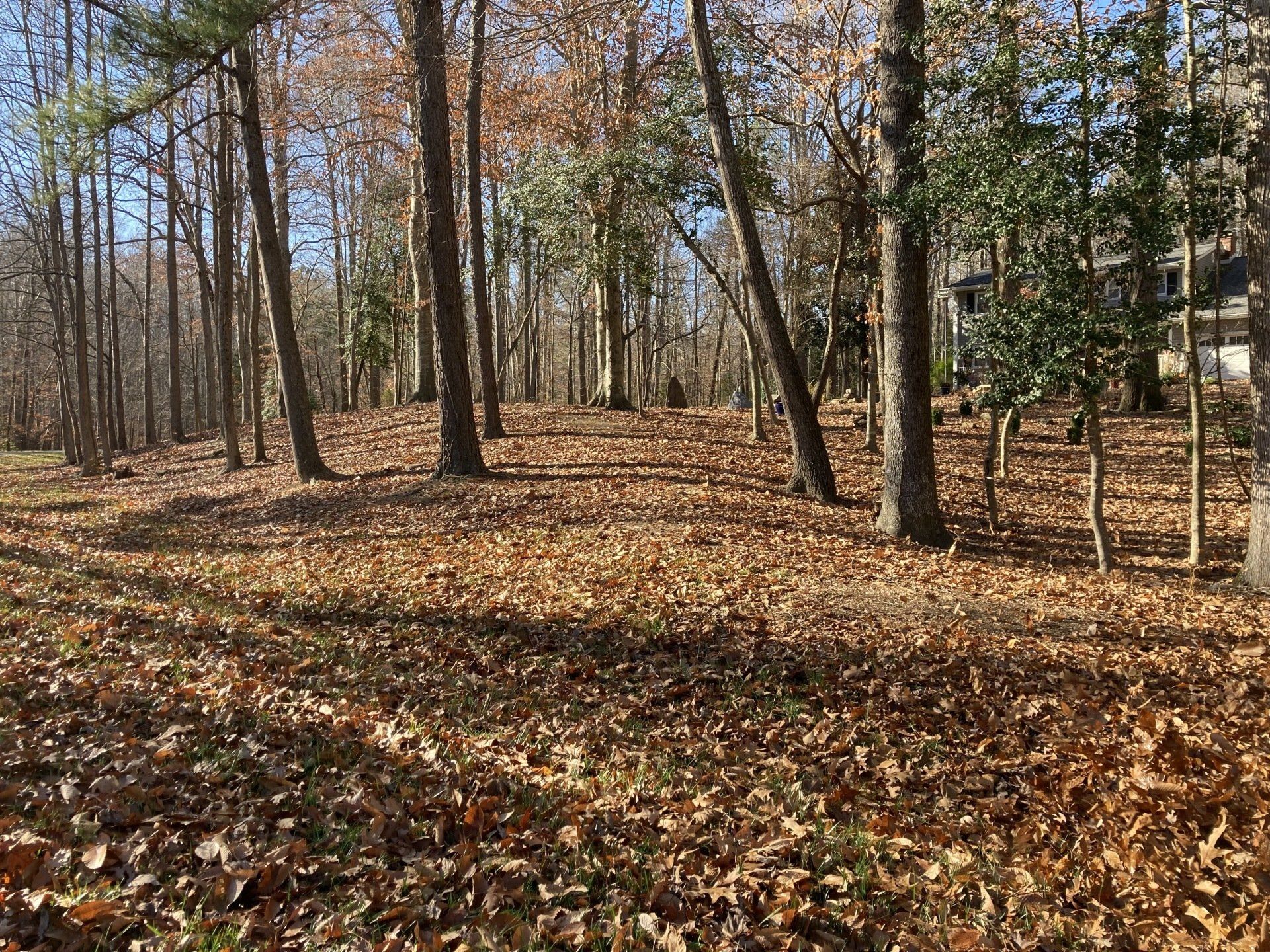 Leaf-covered woodland with bare trees and sunlight filtering through, with a house partially visible on the right.