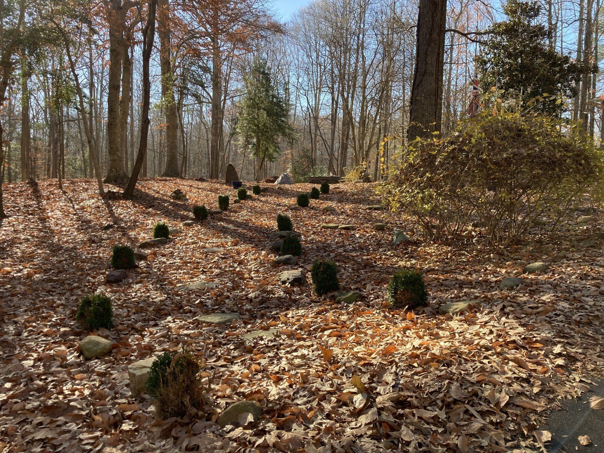 Autumn woodland path with small mossy stumps and fallen leaves under bare trees