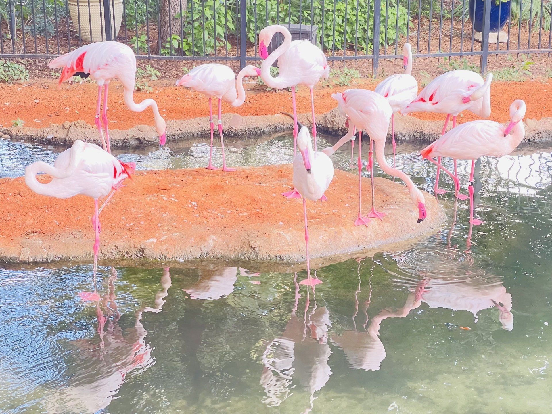 San Antonio Zoo 3903 N St Mary's St, San Antonio, TX 78212 (210) 734-7184