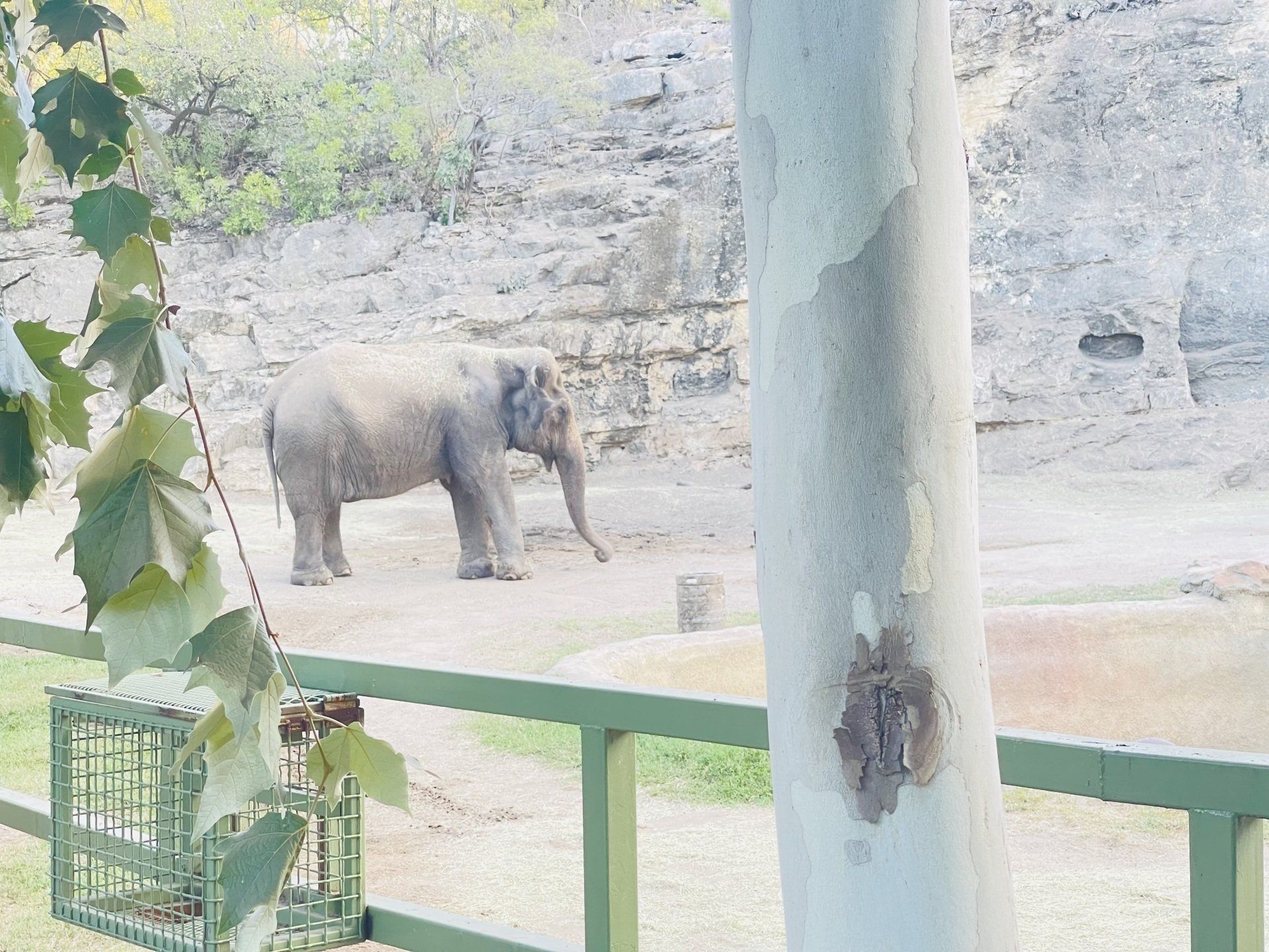 San Antonio Zoo 3903 N St Mary's St, San Antonio, TX 78212 (210) 734-7184