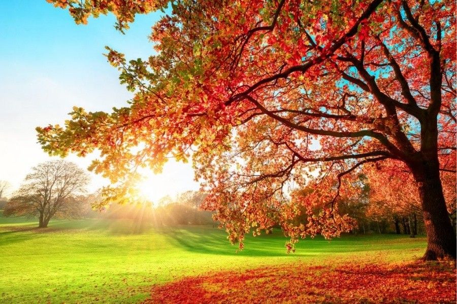 Một bức ảnh hội tụ đủ cả 4 màu sắc nằm trong bảng màu chữ nhật