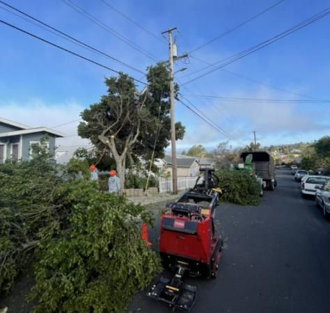 Tree Services | Cal-Line Tree Care LLC | Concord, CA