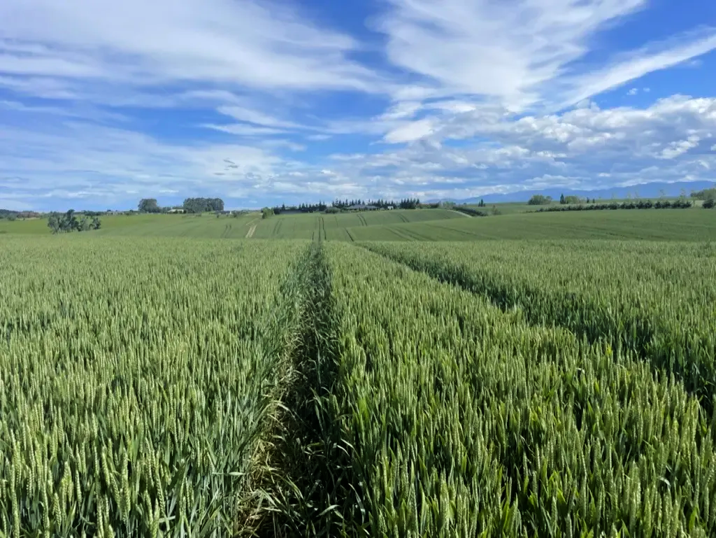 Green crop field with a central tractor track under a blue, cloud-streaked sky
