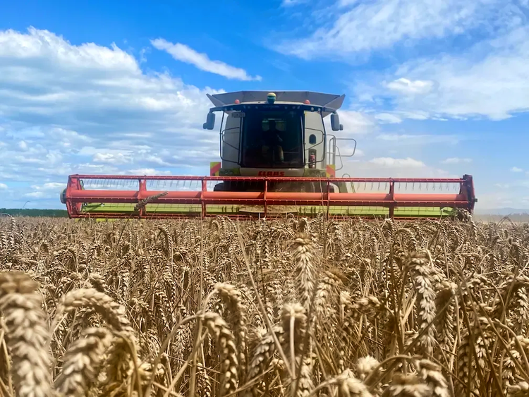 Combine harvester cutting wheat field under blue sky