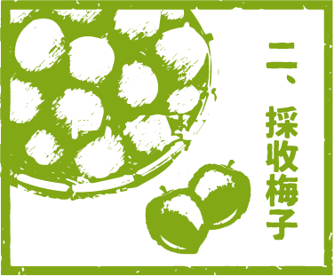 綠色的插圖描繪了一個籃子,裡面裝著白色水果和兩顆青梅,旁邊寫著中文:「收穫梅子」。