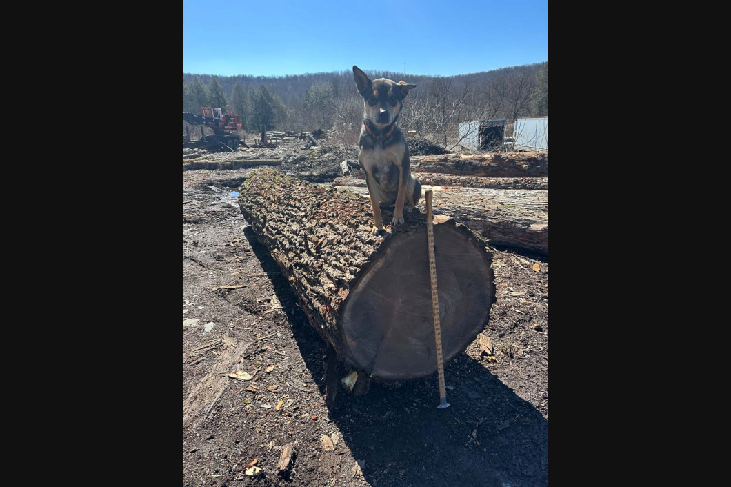 A deer stands on a fallen log in a dry forest under a bright blue sky.