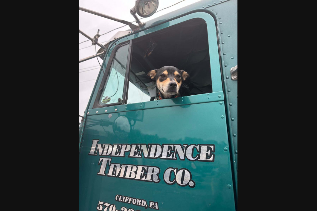 Dog looking out of a teal truck window labeled “Independence Tree Co.”