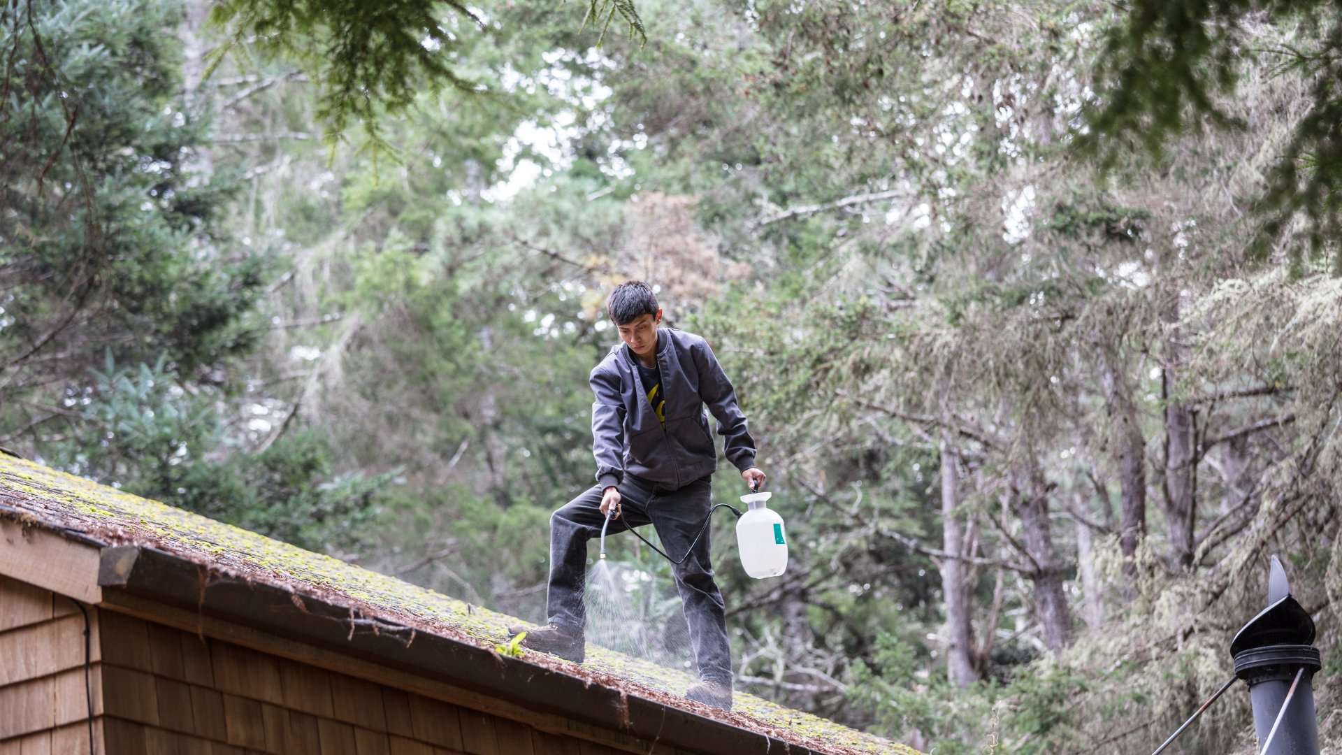 Cleaning a moss covered roof in Cincinnati, Ohio Cleaning roof moss in Cincinnati Ohio