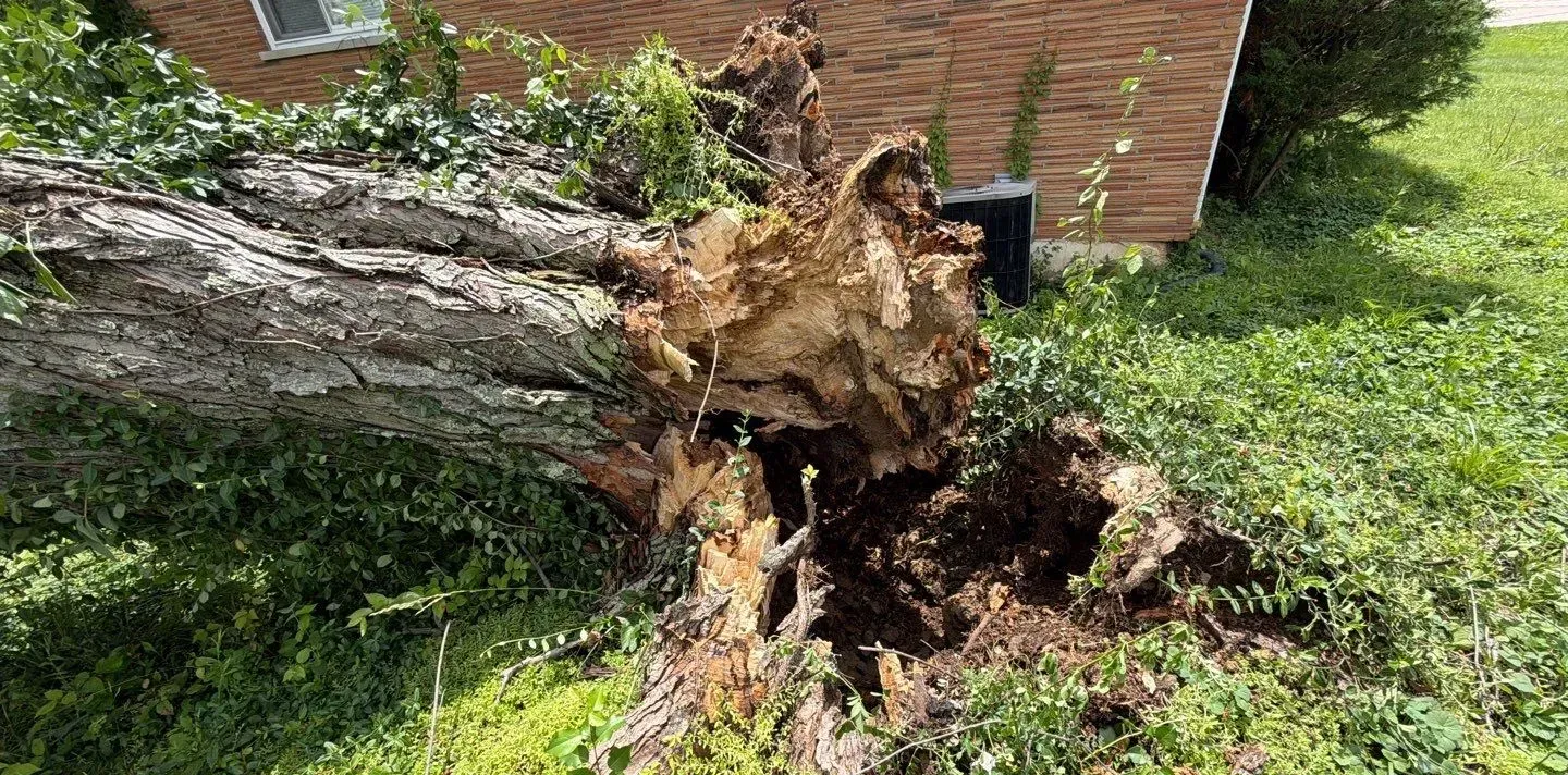 Uprooted tree that fell on a Florence, KY home, before the roof replacement