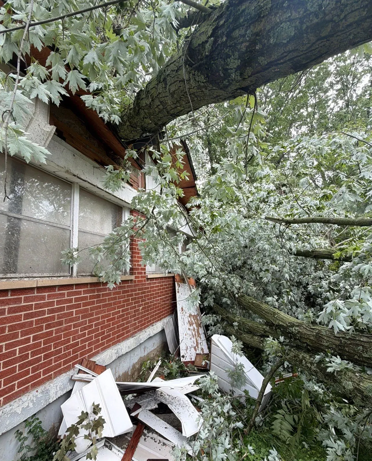 Fallen tree resting on the roof and wall of a Florence, KY brick ranch