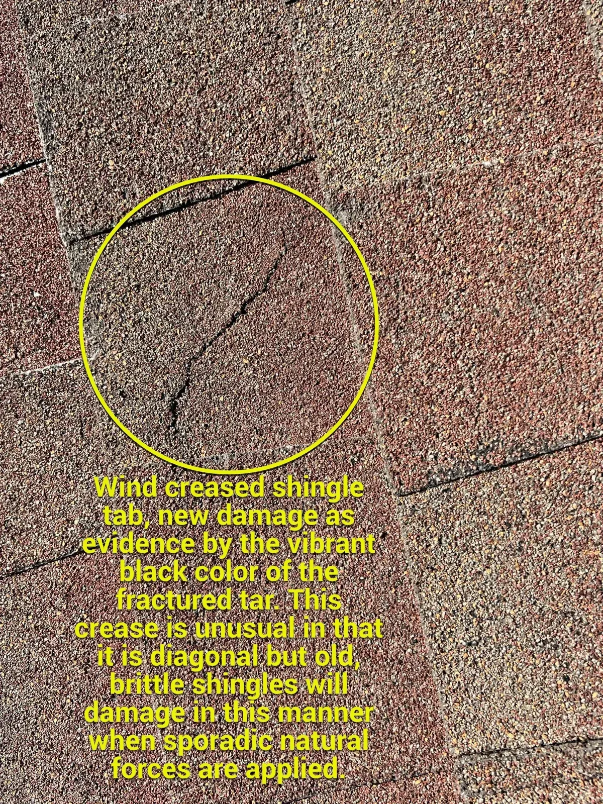Annotated wind-creased shingle tab found during a Florence, KY commercial roof inspection