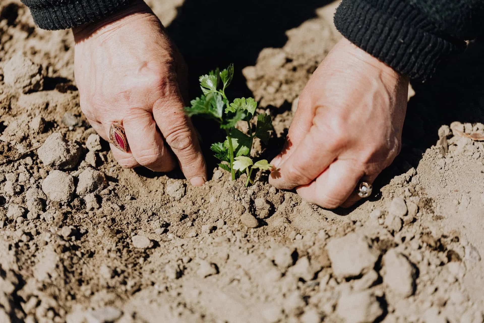Hands Planting a Small Green Plant in Brown Soil — The Soil Yard in Delacombe, VIC