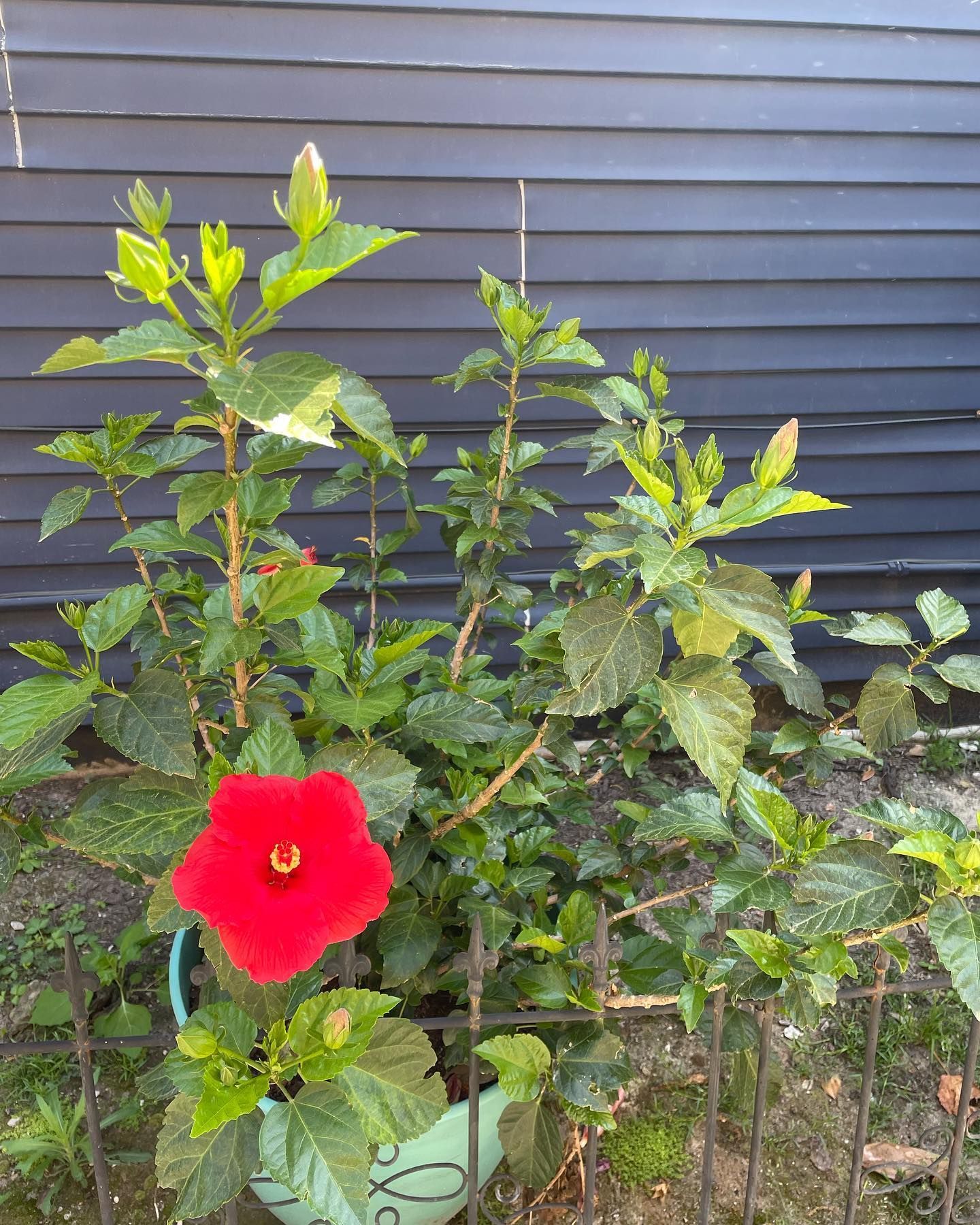 Red hibiscus flower blooms on a green plant in front of a blue wall.
