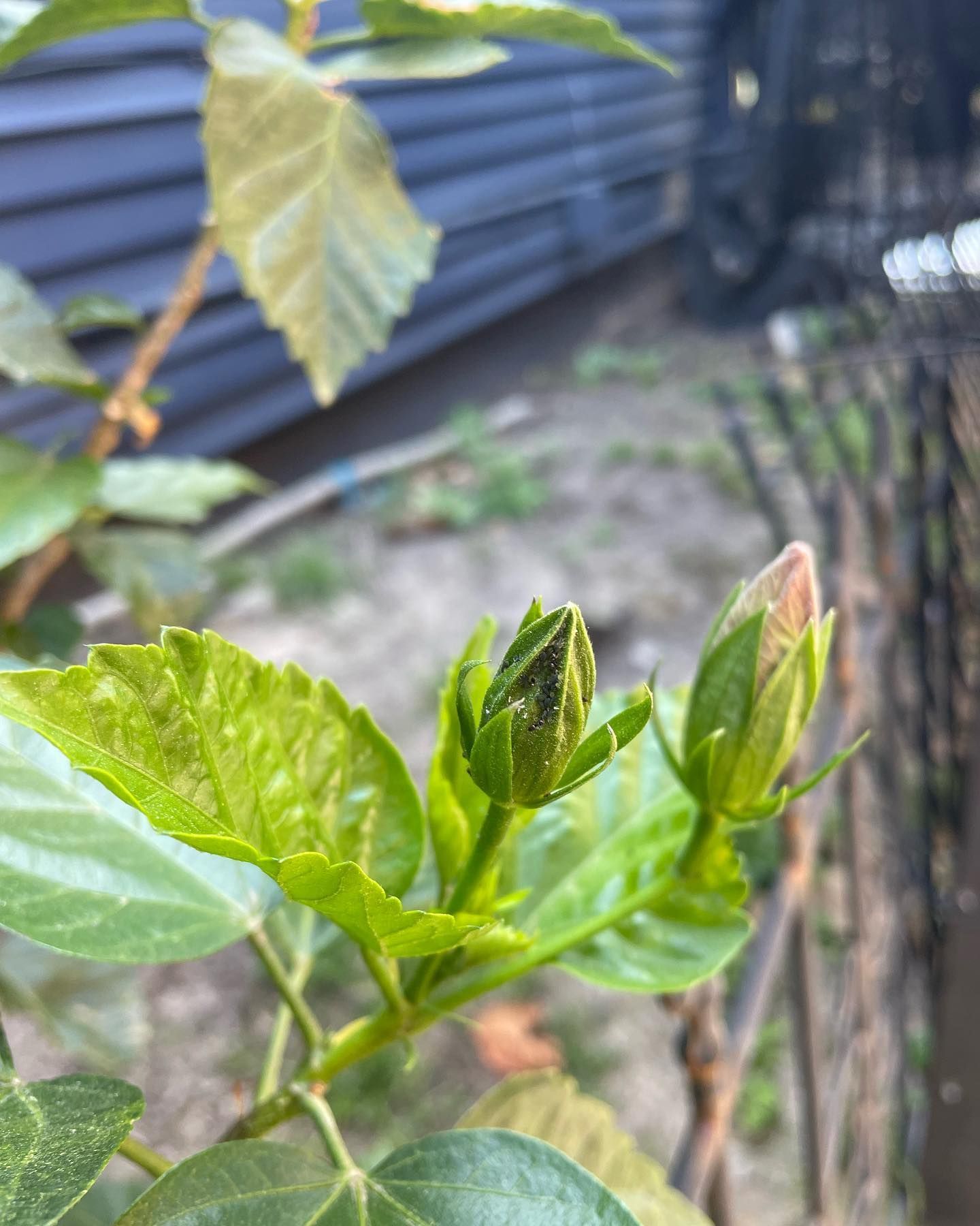 Close-up of a hibiscus plant with green leaves and two flower buds, one opening.