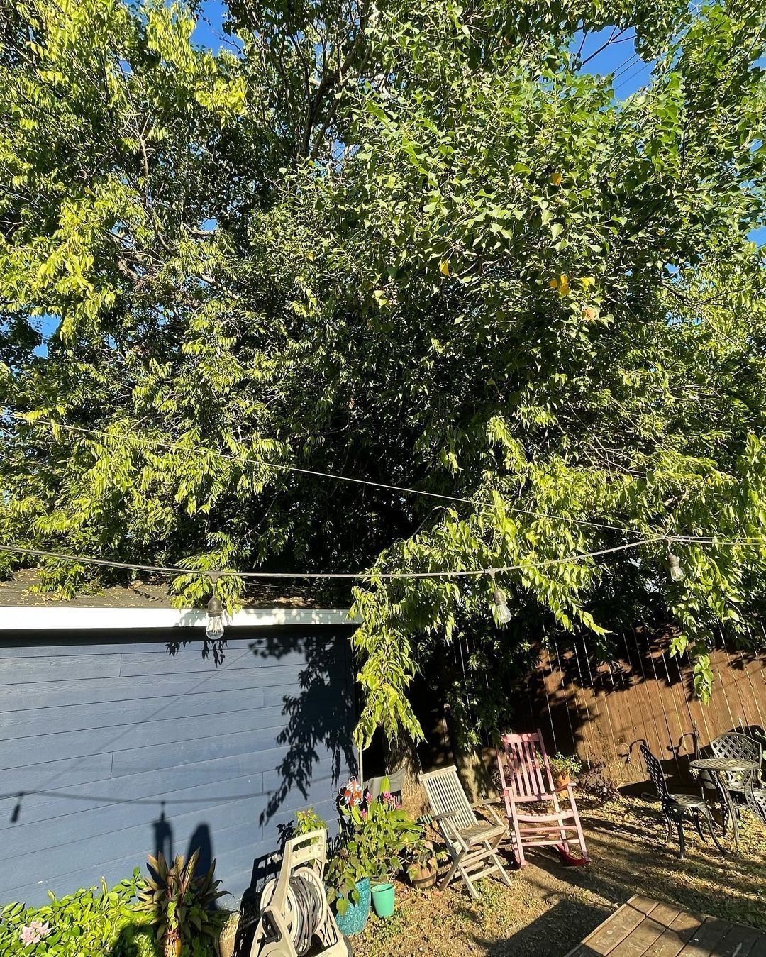 Overhead view of a lush tree with green leaves, shadows on a dark roof, and backyard chairs on grass.