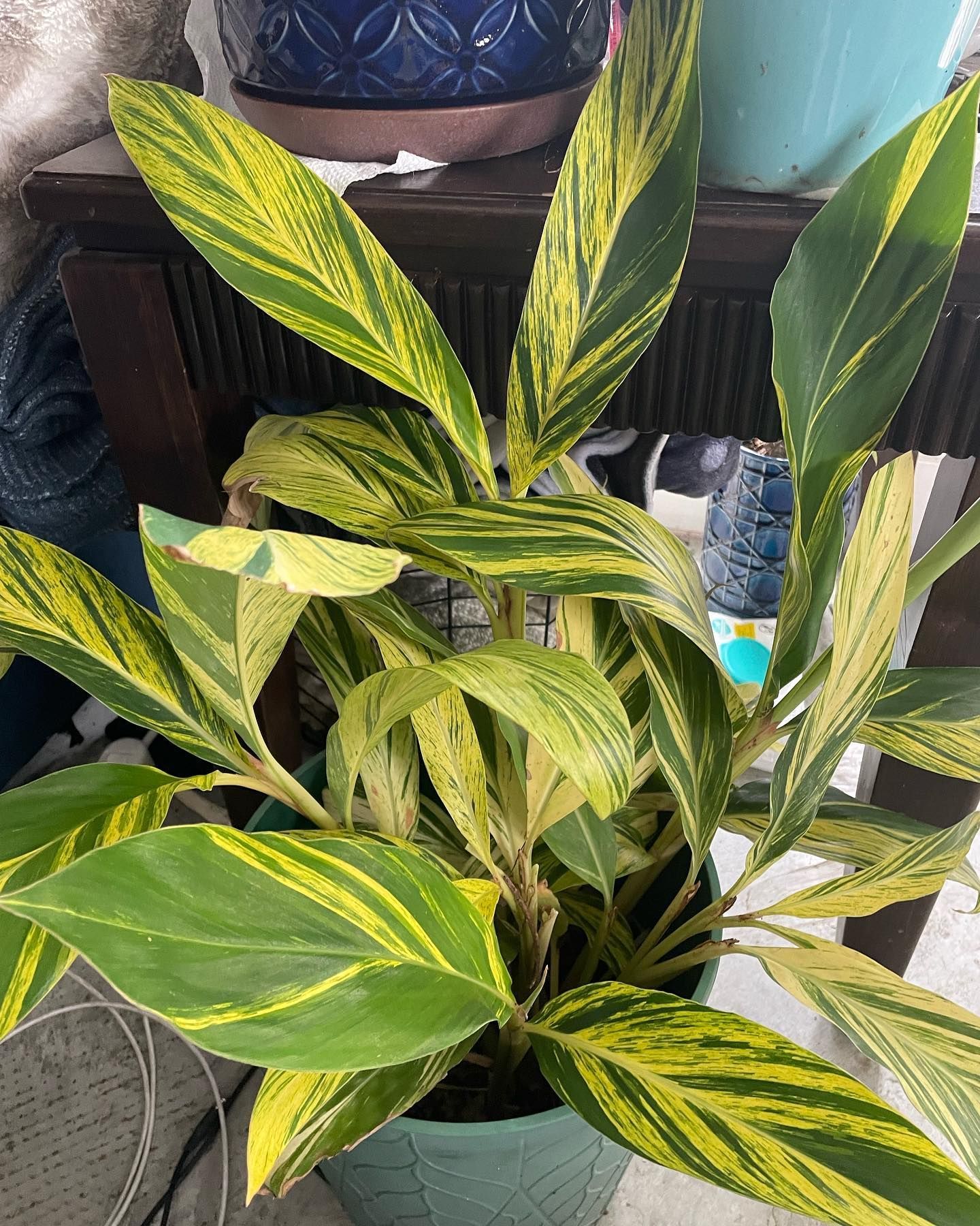 Variegated ginger plant with yellow and green leaves in a turquoise pot.