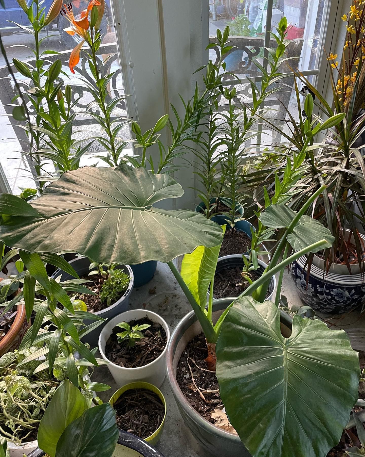Variety of potted plants on a window sill, including large-leafed Alocasia and orange lilies, with bright sunlight.
