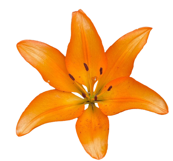 Orange lily flower with six petals, yellow center.