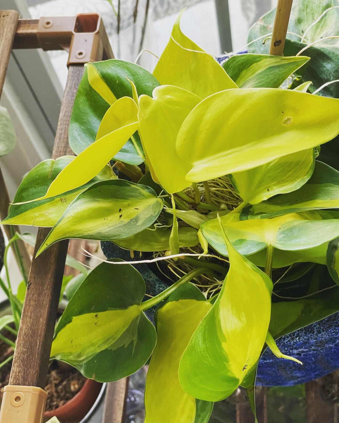 Philodendron plant with heart-shaped leaves, vibrant yellow and green.
