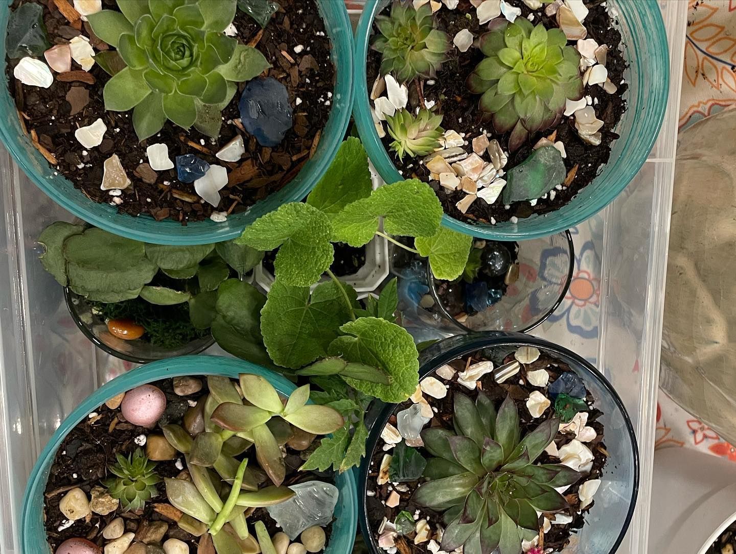Four succulent plants in teal pots, arranged in a tray, with stones and shells.